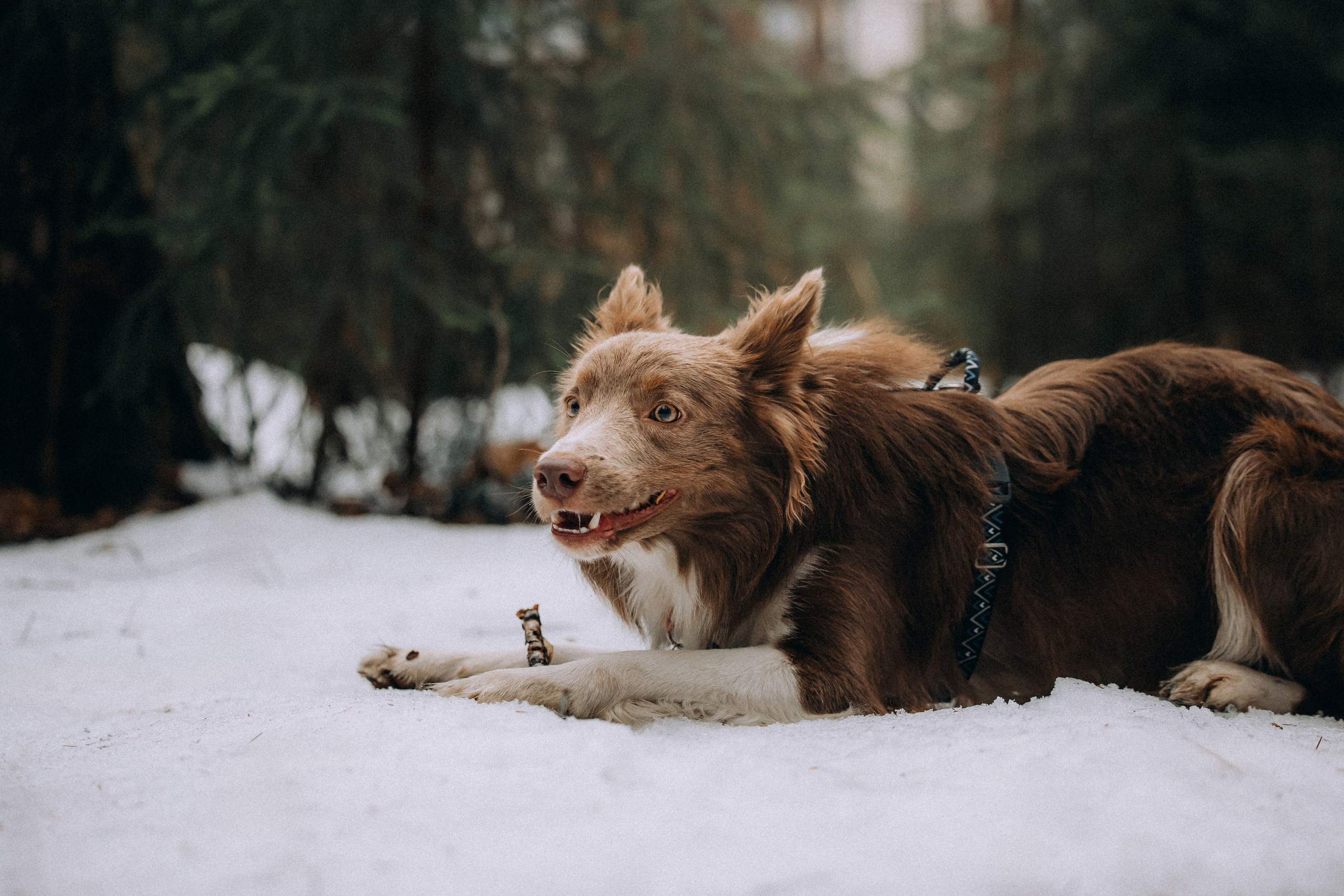 Полина, Милли и Паддингтон