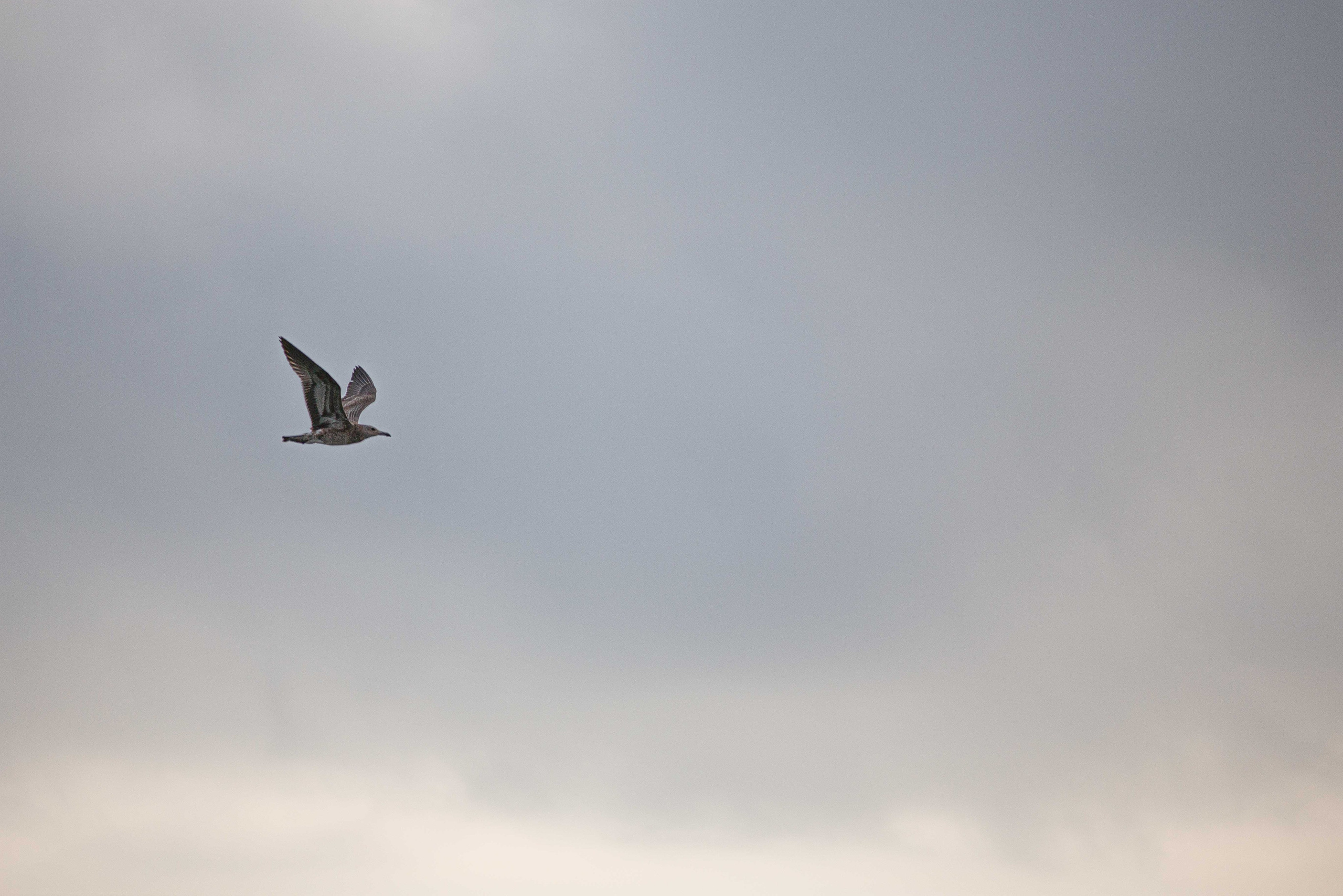 Anastasia Shapoval violoniste et photographe. Annecy — Geneve