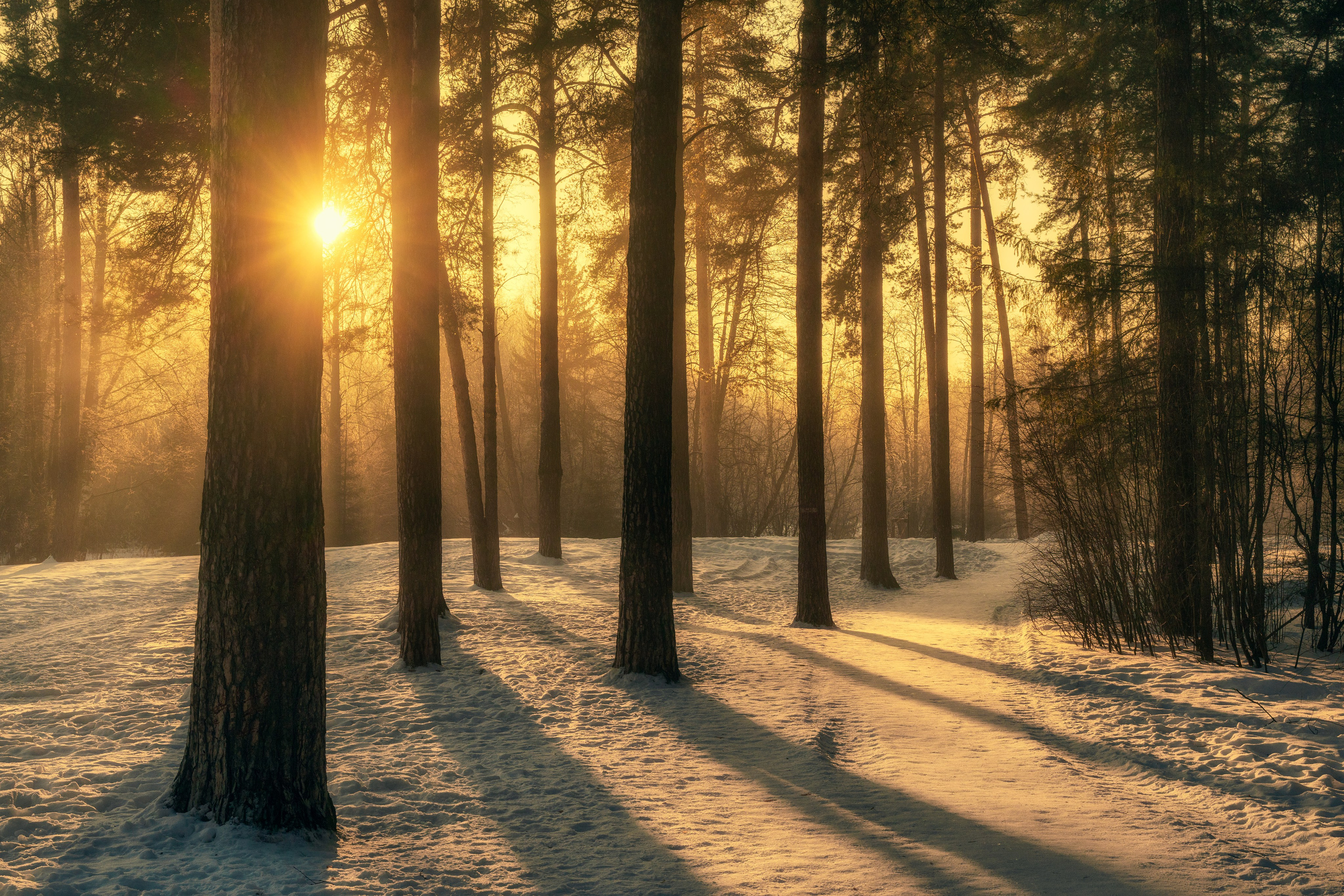 Закат в зимнем лесу