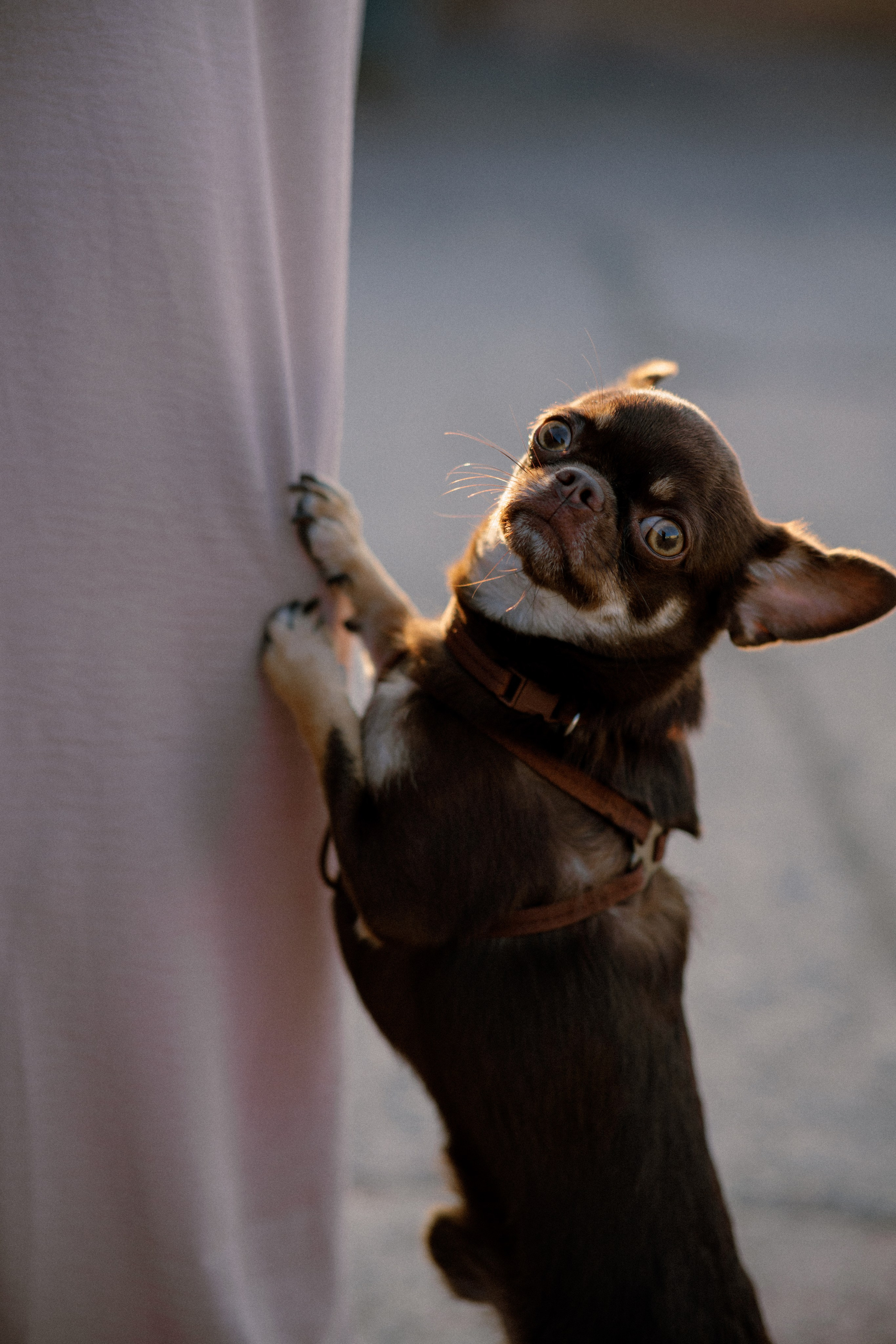 Анна и Хиппи. Фотограф в Санкт-Петербурге Алёна Губинская