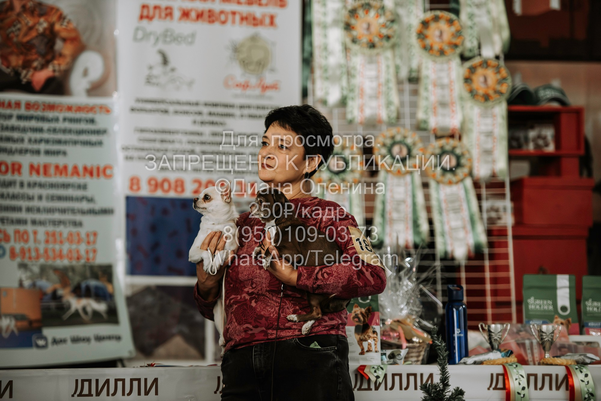 Выставка собак Красноярск 29.10.2023. Фотограф Диана Оленина Красноярск / Братск