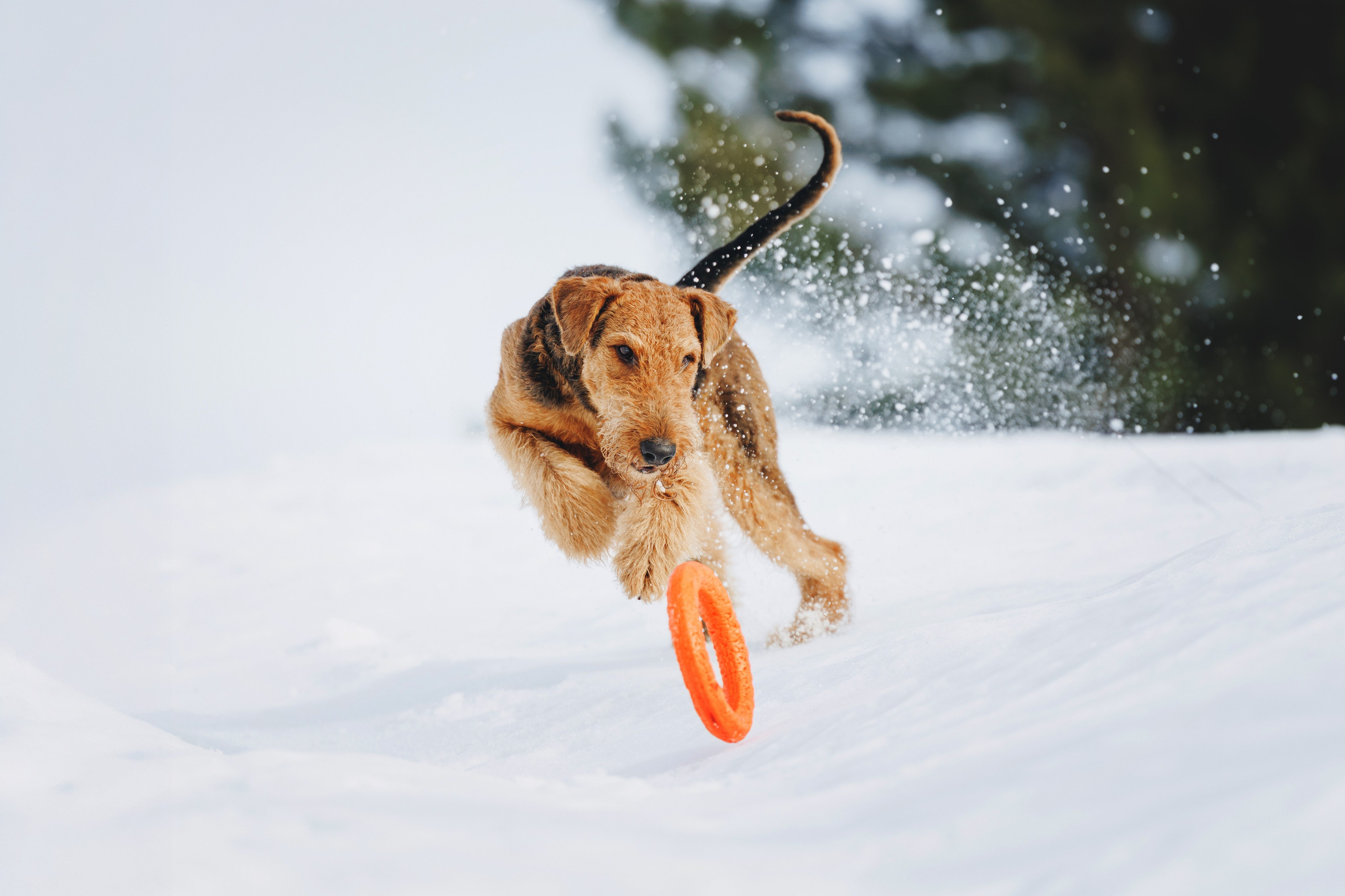 Оля и Хард. Фотограф анималист Осипчикова Мария