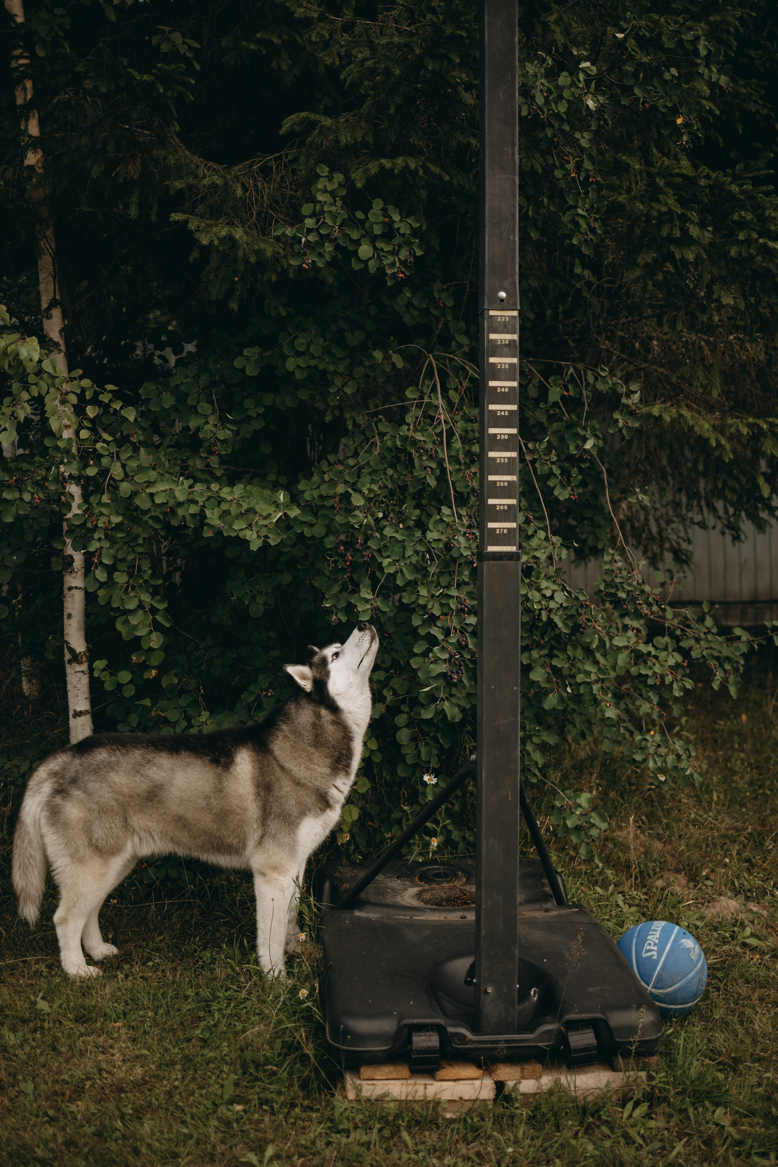 Дом у реки. Фотограф — Анималист | Санкт-Петербург