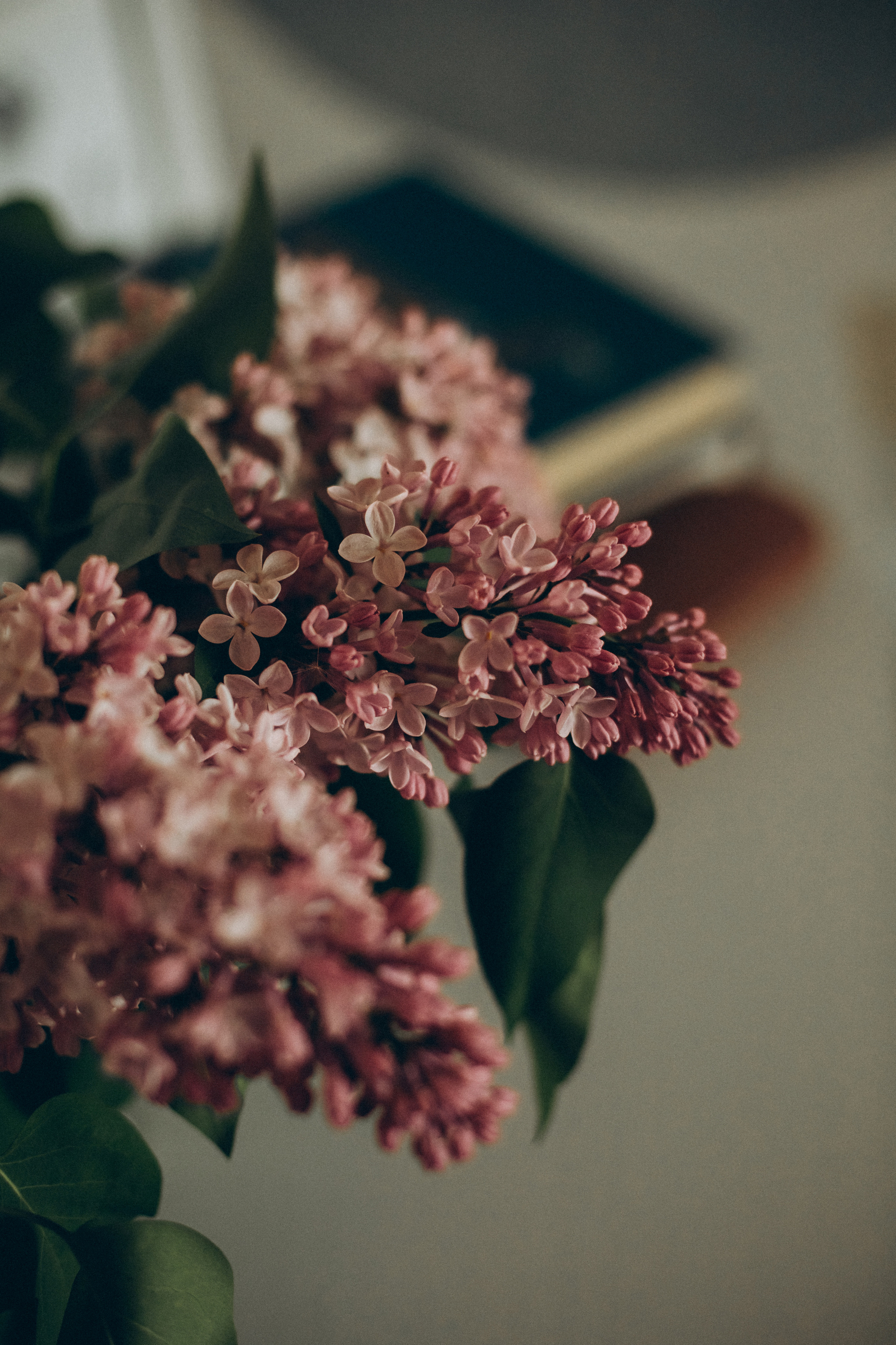 Кристина Вера. Семейный фотограф в Минске и РБ Стеликова Анна