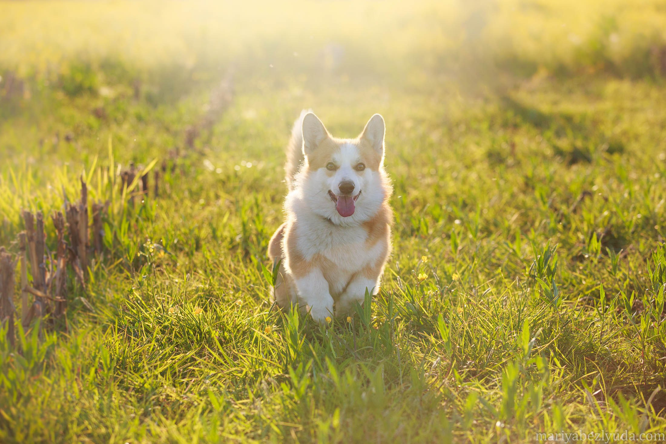 На природе. Семейный и детский фотограф в Москве Мария Быкова