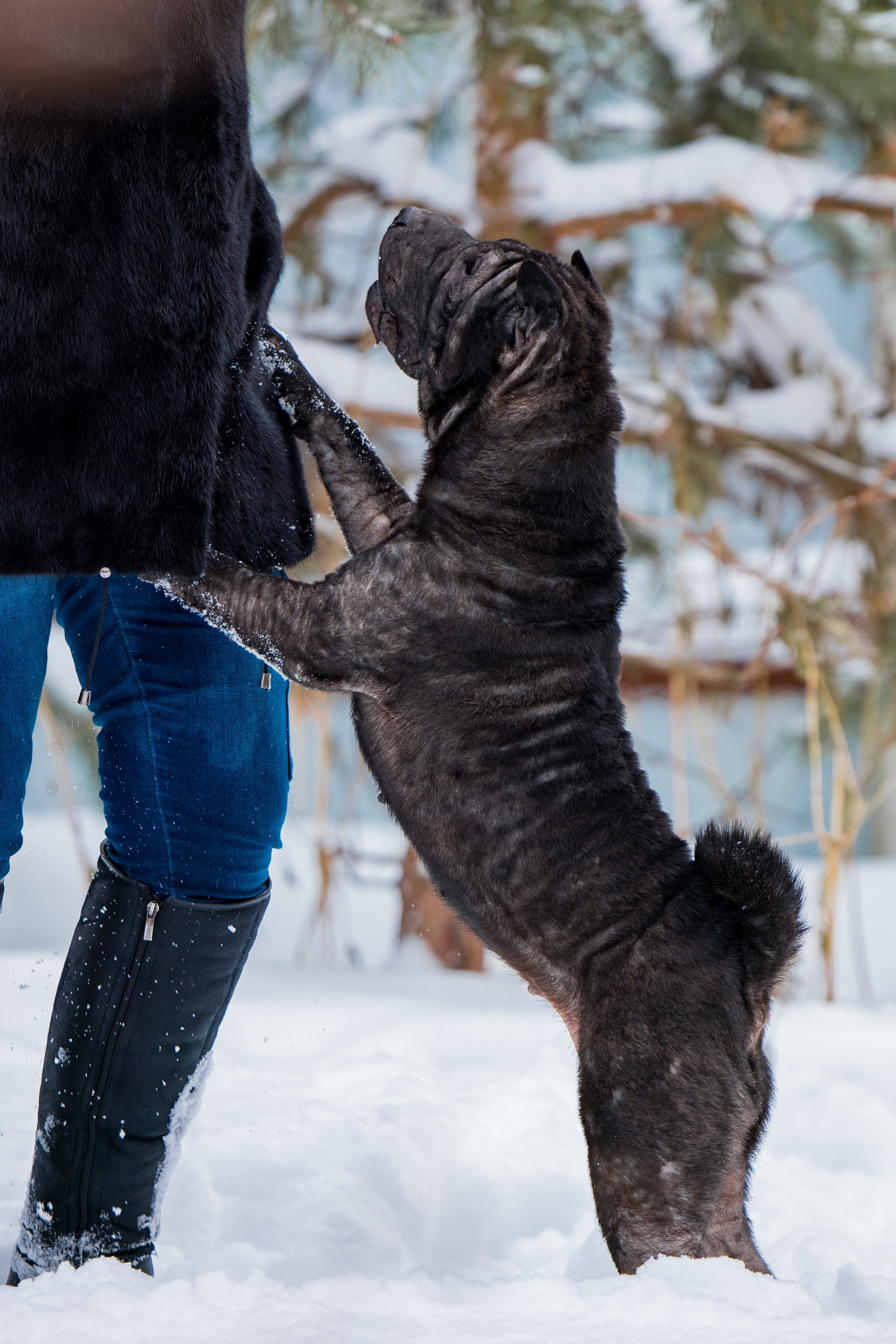 В гостях у шарпеев 16.01.2024. Фотограф-анималист Юлия Германика