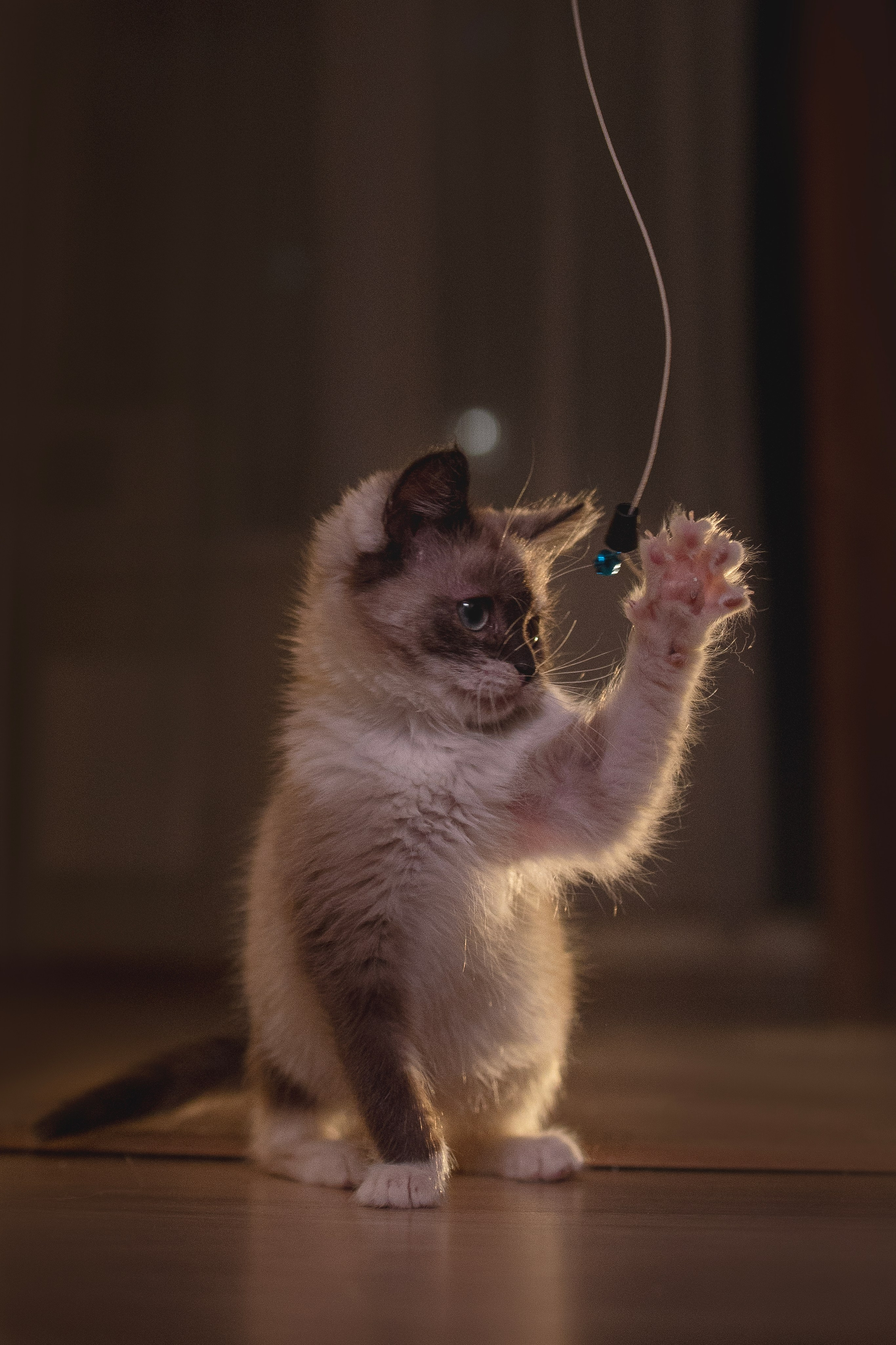 Кошки. Фотограф анималист в Москве Майорова Евгения