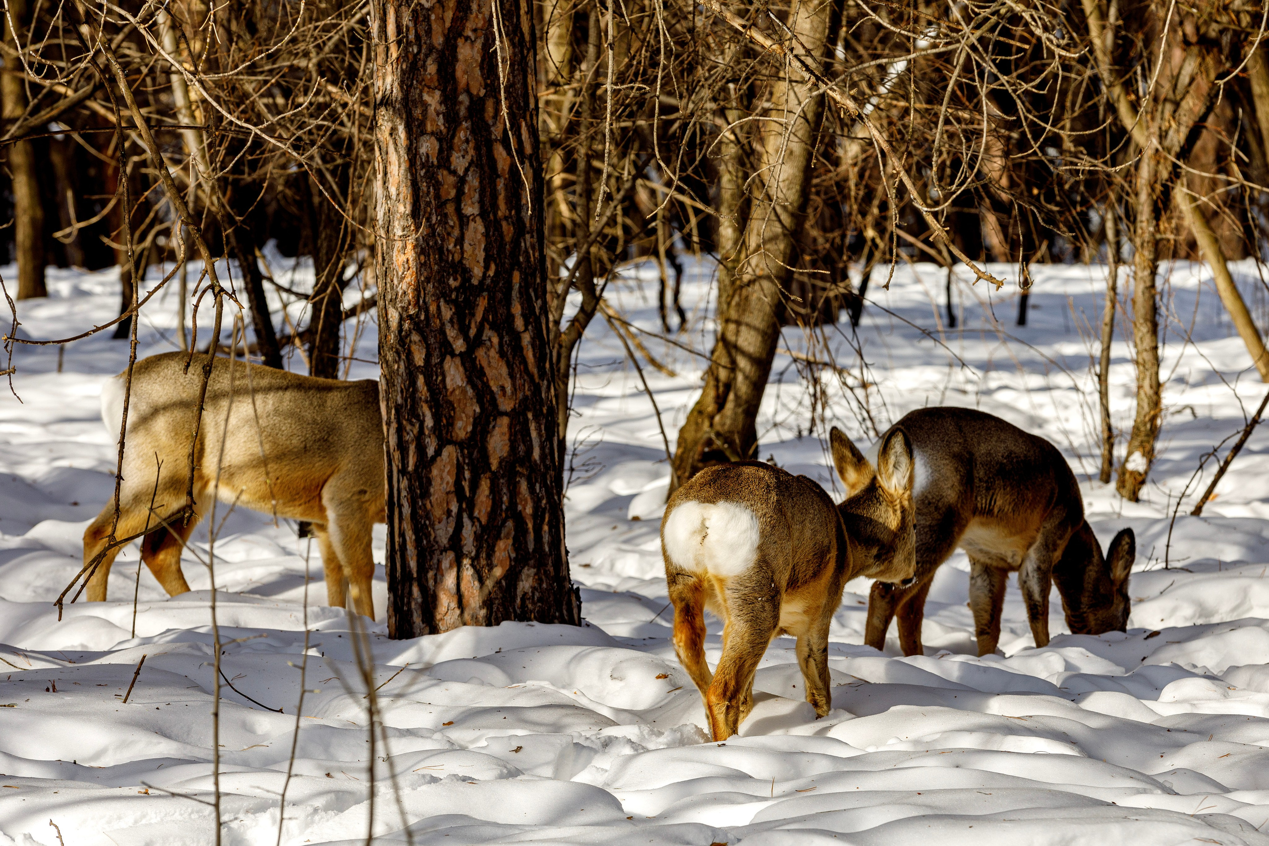 Косули. Фотограф Андрей Гузеев