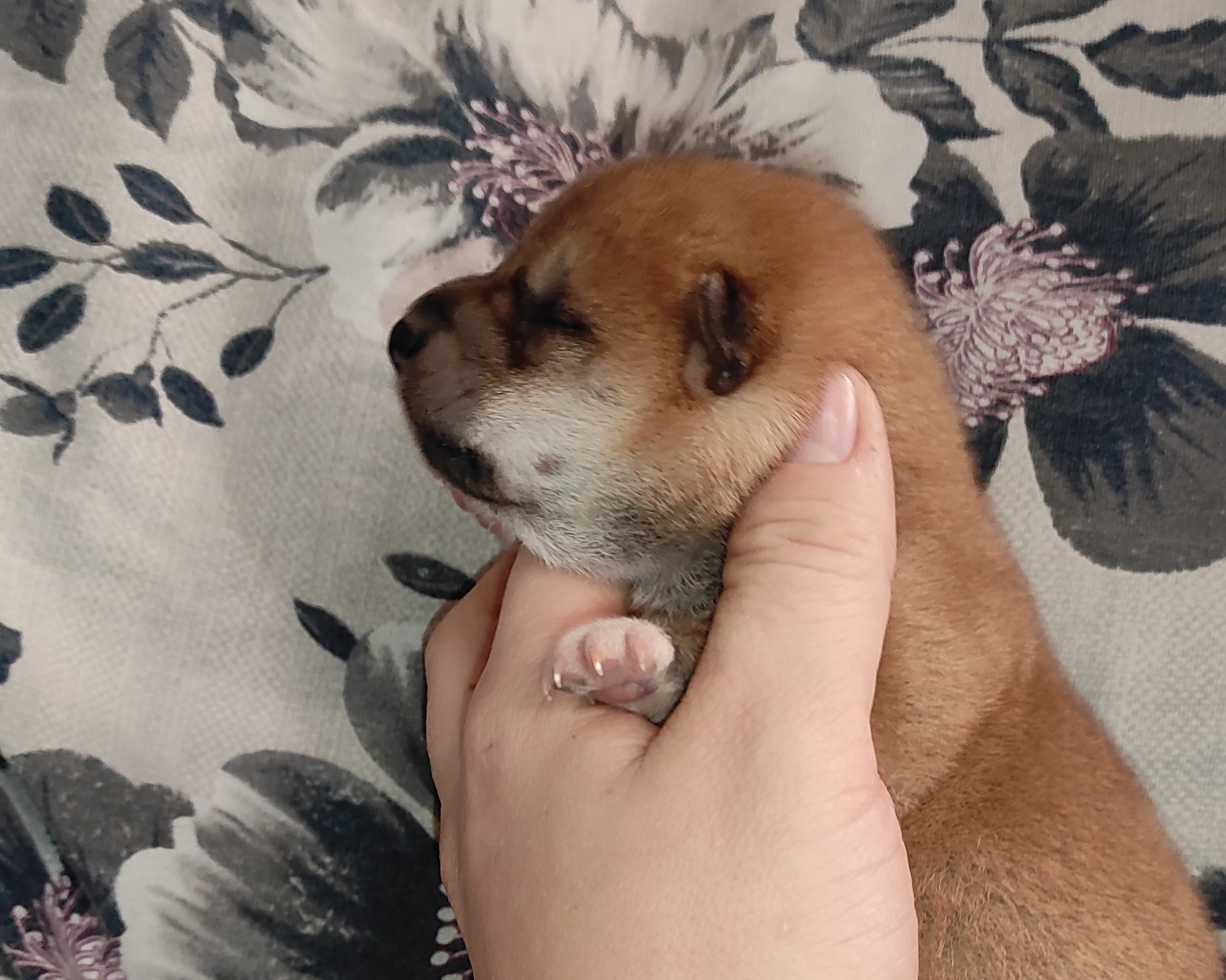 сиба питомник Рубилайт щенки на продажу rubylight  сиба щенки купить СПб Санкт-Петербург 