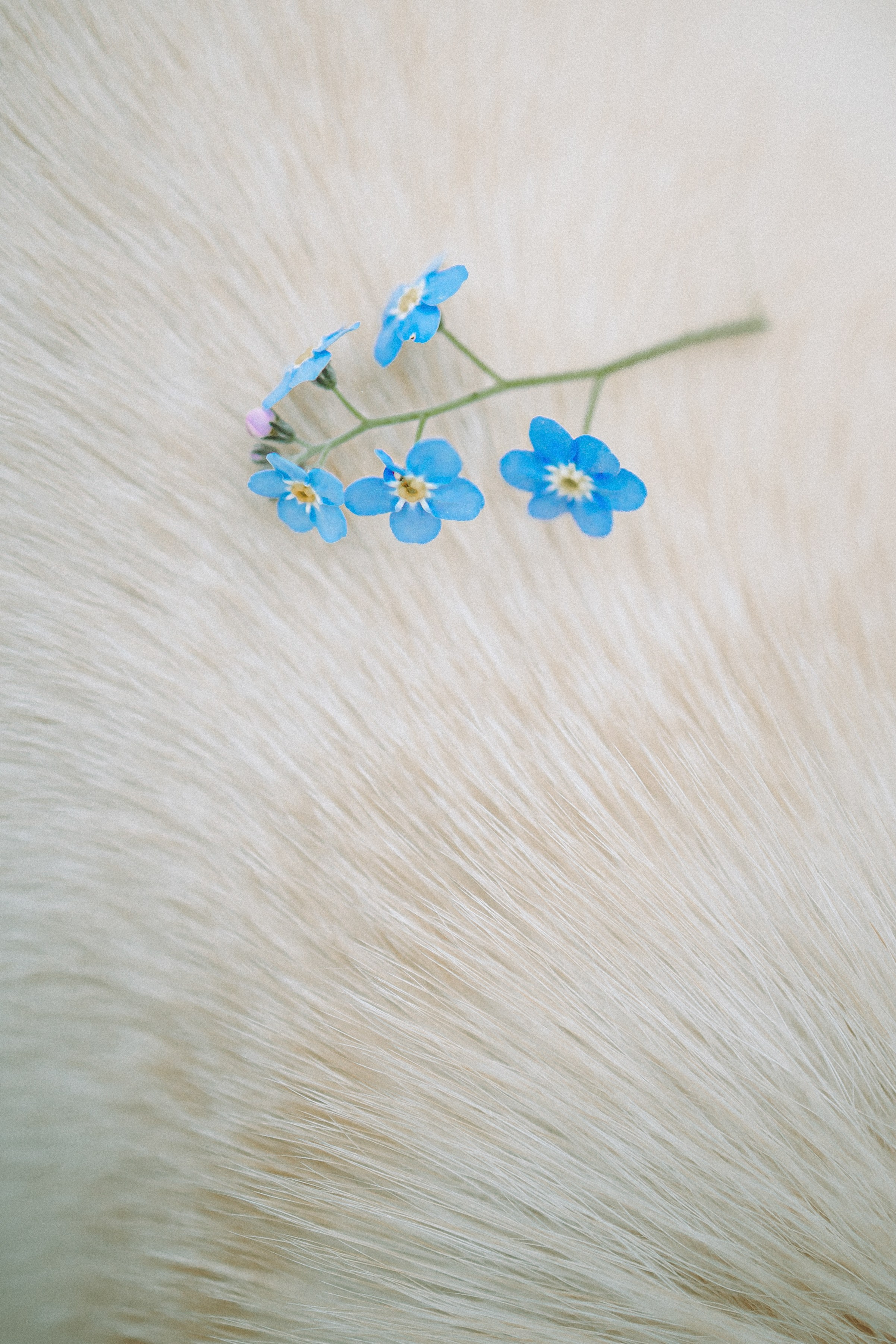 Шед, Цири, Чиби, Цера и их семья