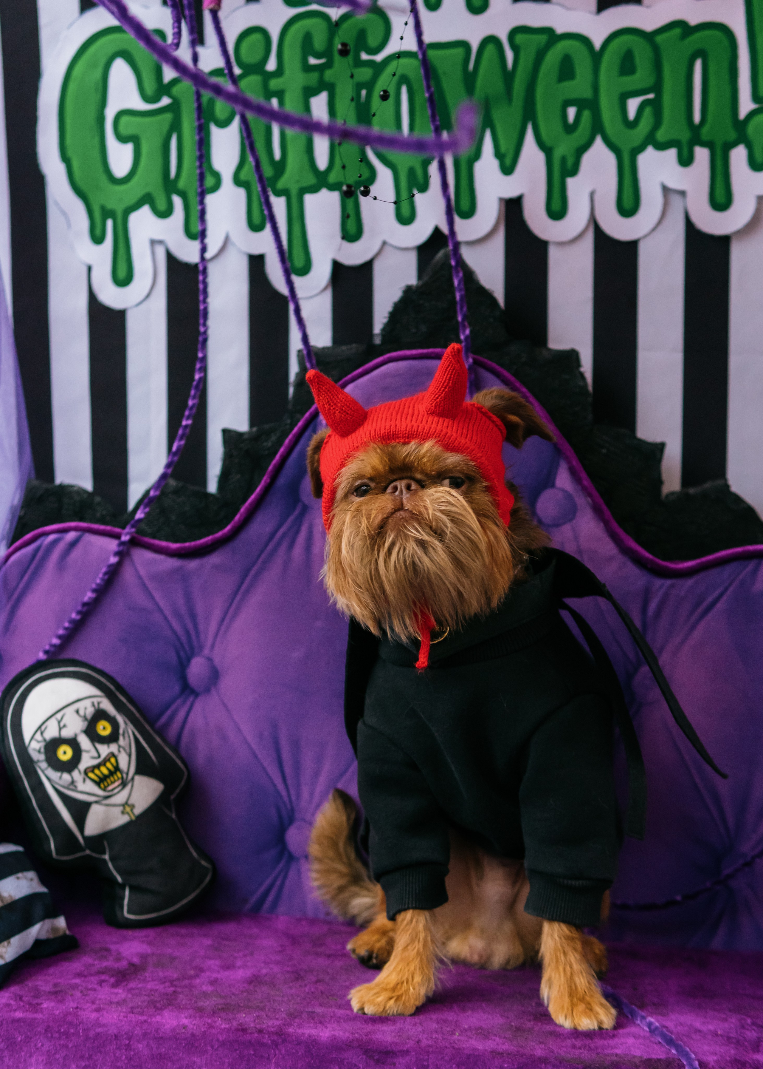 Тематическая встреча породников «Griffween». Фотограф-анималист Ксения Воробьева, Москва