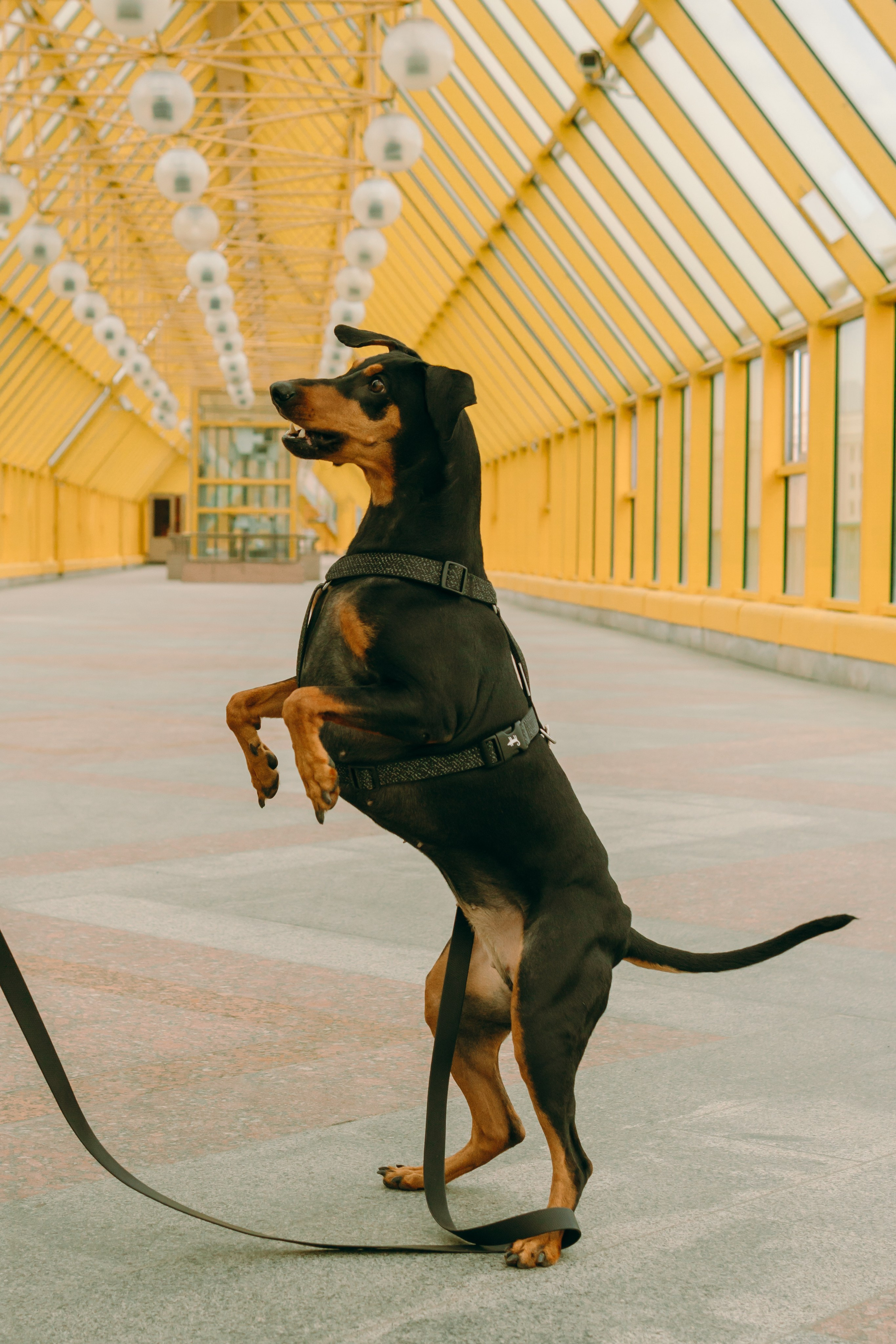 Кира, Максим и Аскара. Фотограф-анималист Ксения Воробьева, Москва