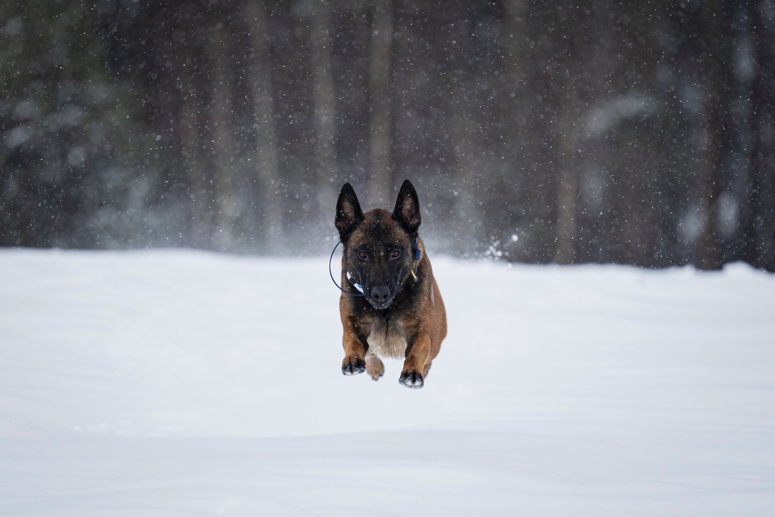 Рики. Фотограф-анималист Анна Маринич
