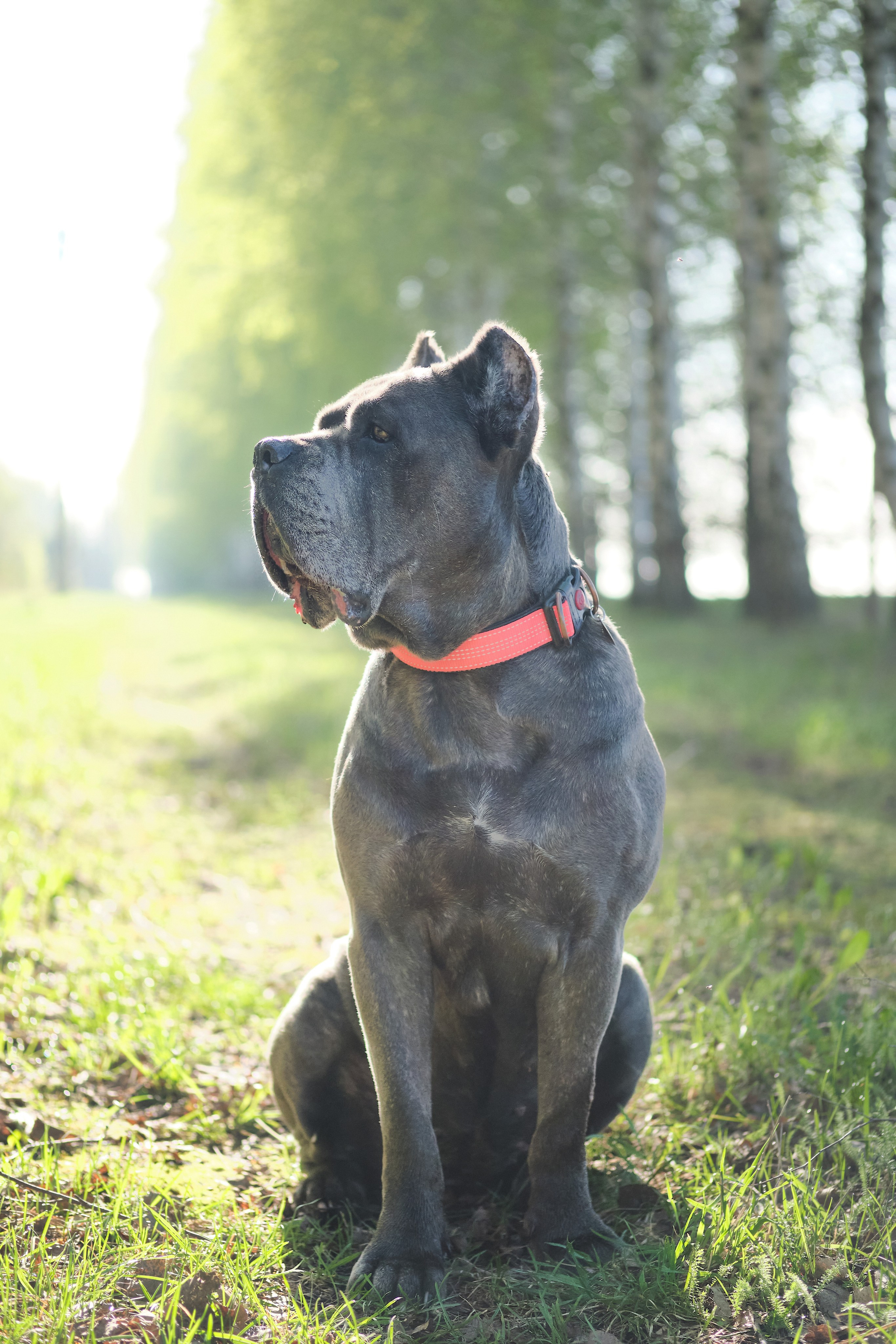 Съемка животных. Репортажная фото и видеосъемка в Москве под ключ