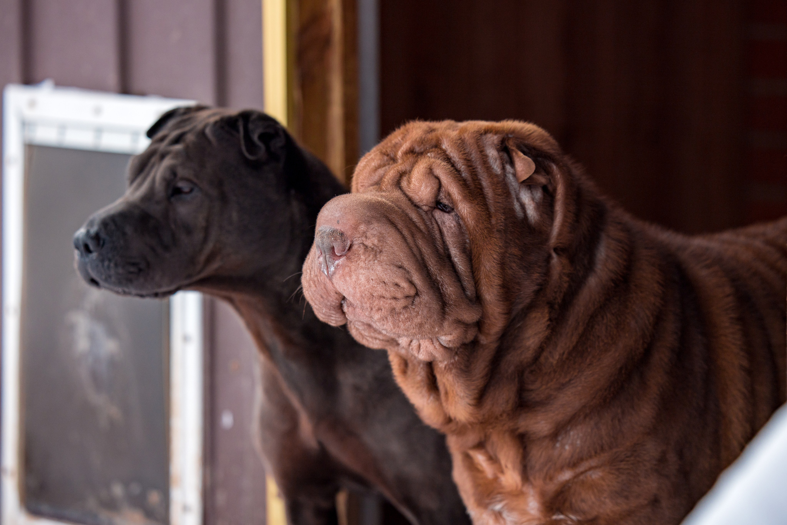 В гостях у шарпеев 16.01.2024. Фотограф-анималист Юлия Германика