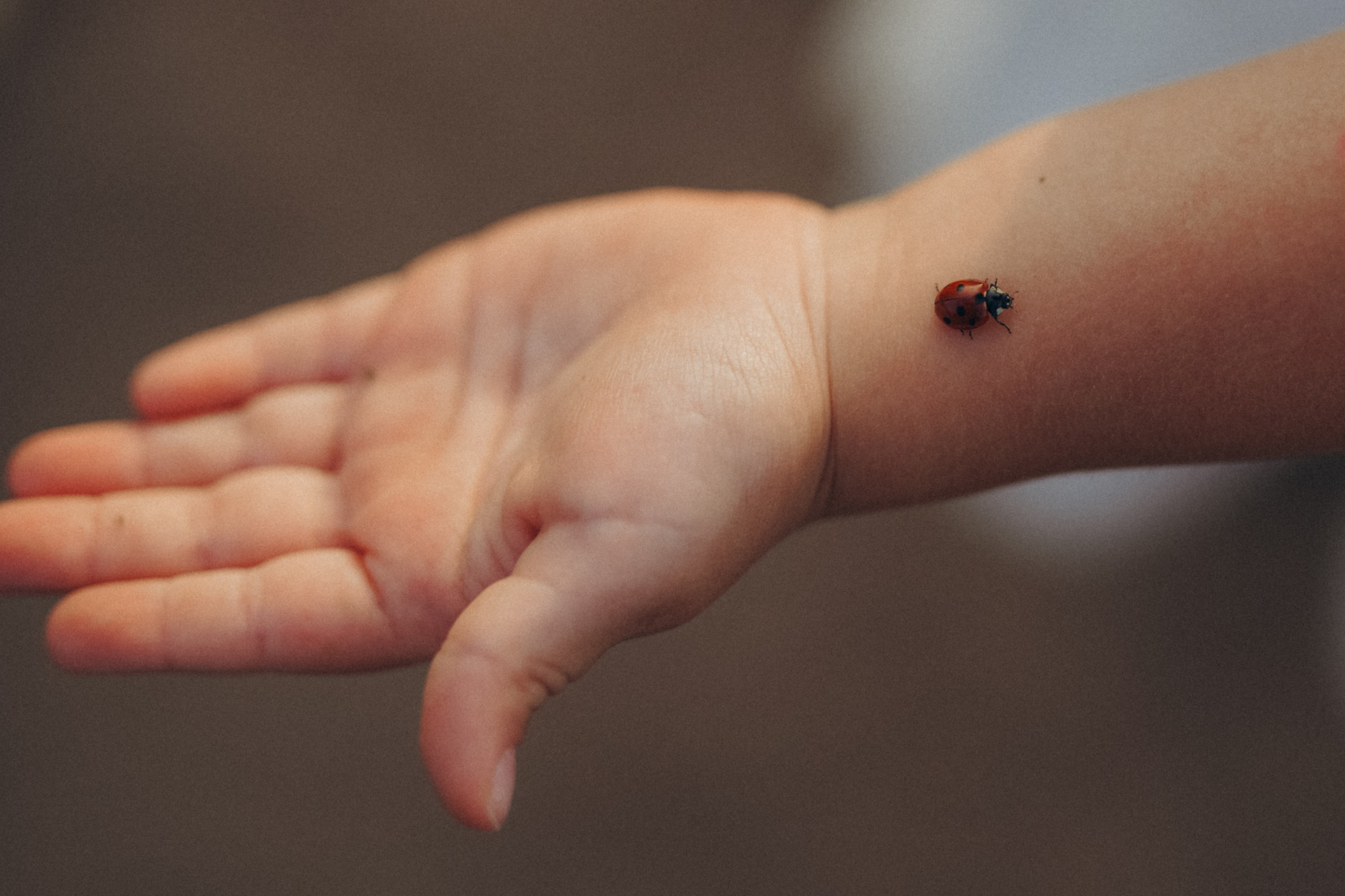 Пшеничное поле. Семейный и женский фотограф в Санкт-Петербурге Татьяна Стружкина