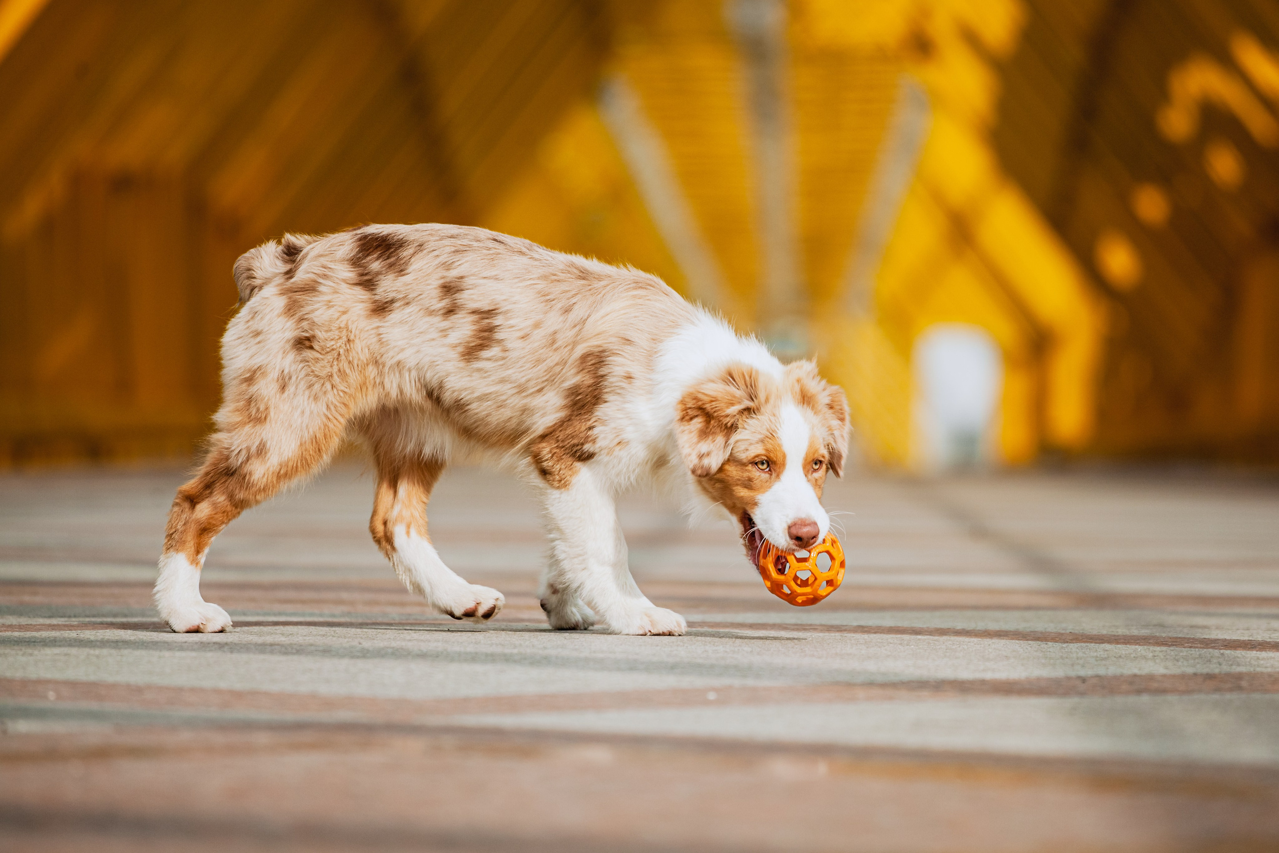 Андреевский мост. Фотограф-анималист Татьяна Степанова