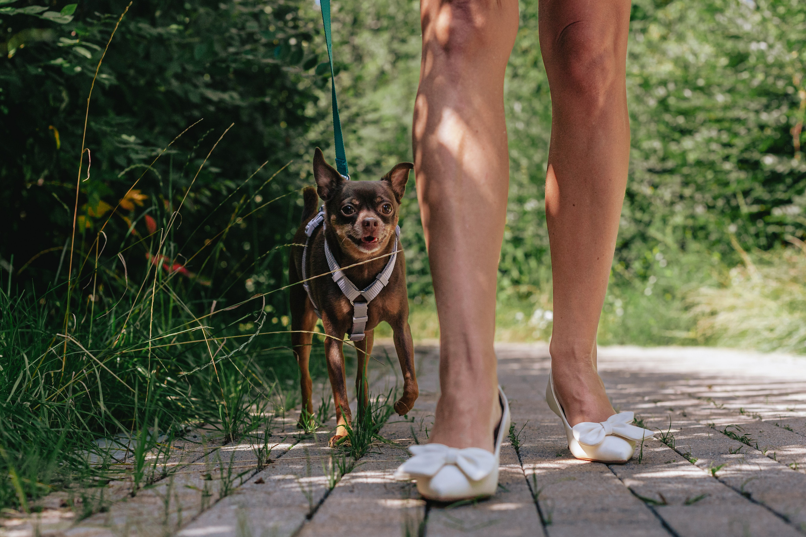 Восточный мост. Фотограф-анималист Татьяна Степанова