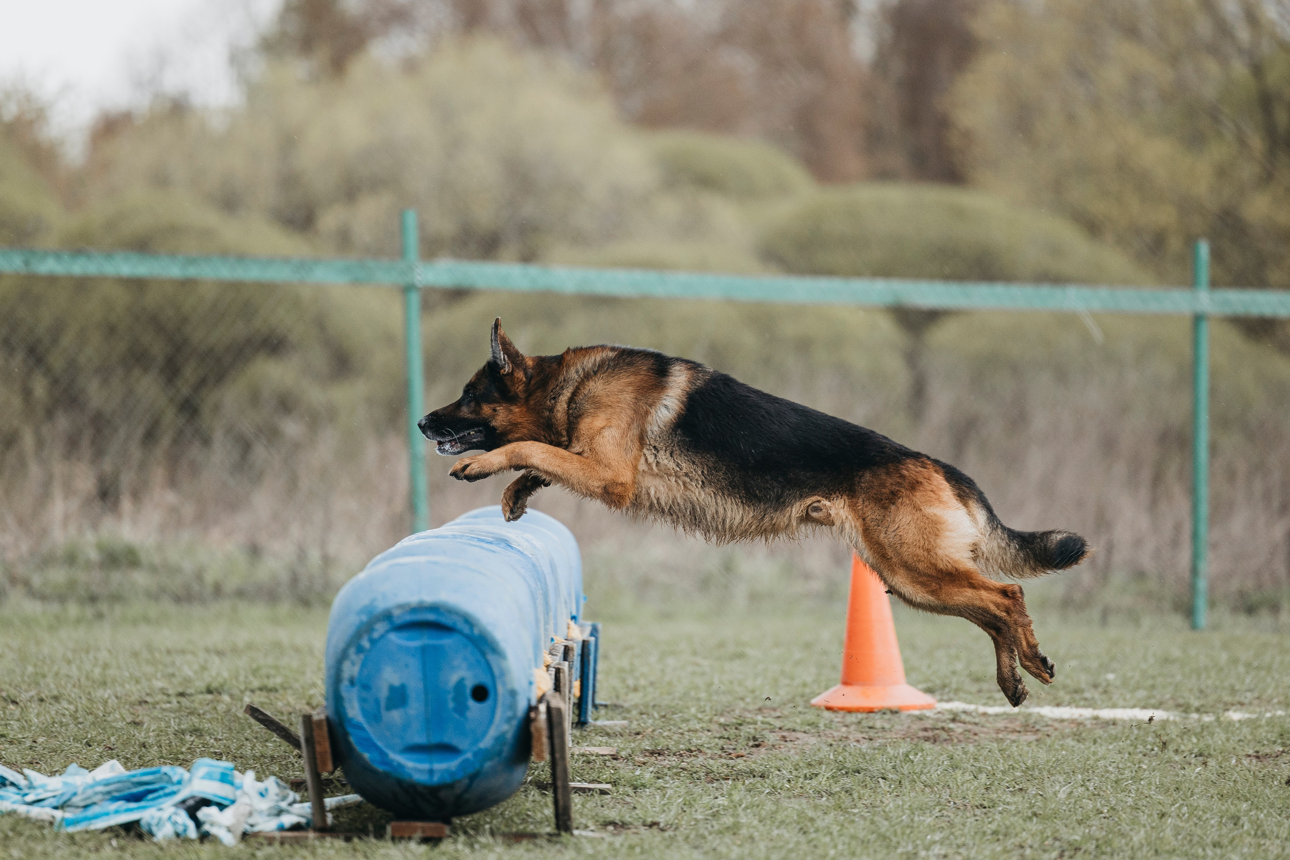 09.05.25 Вологда соревнования. Фотограф-анималист Анна Маринич