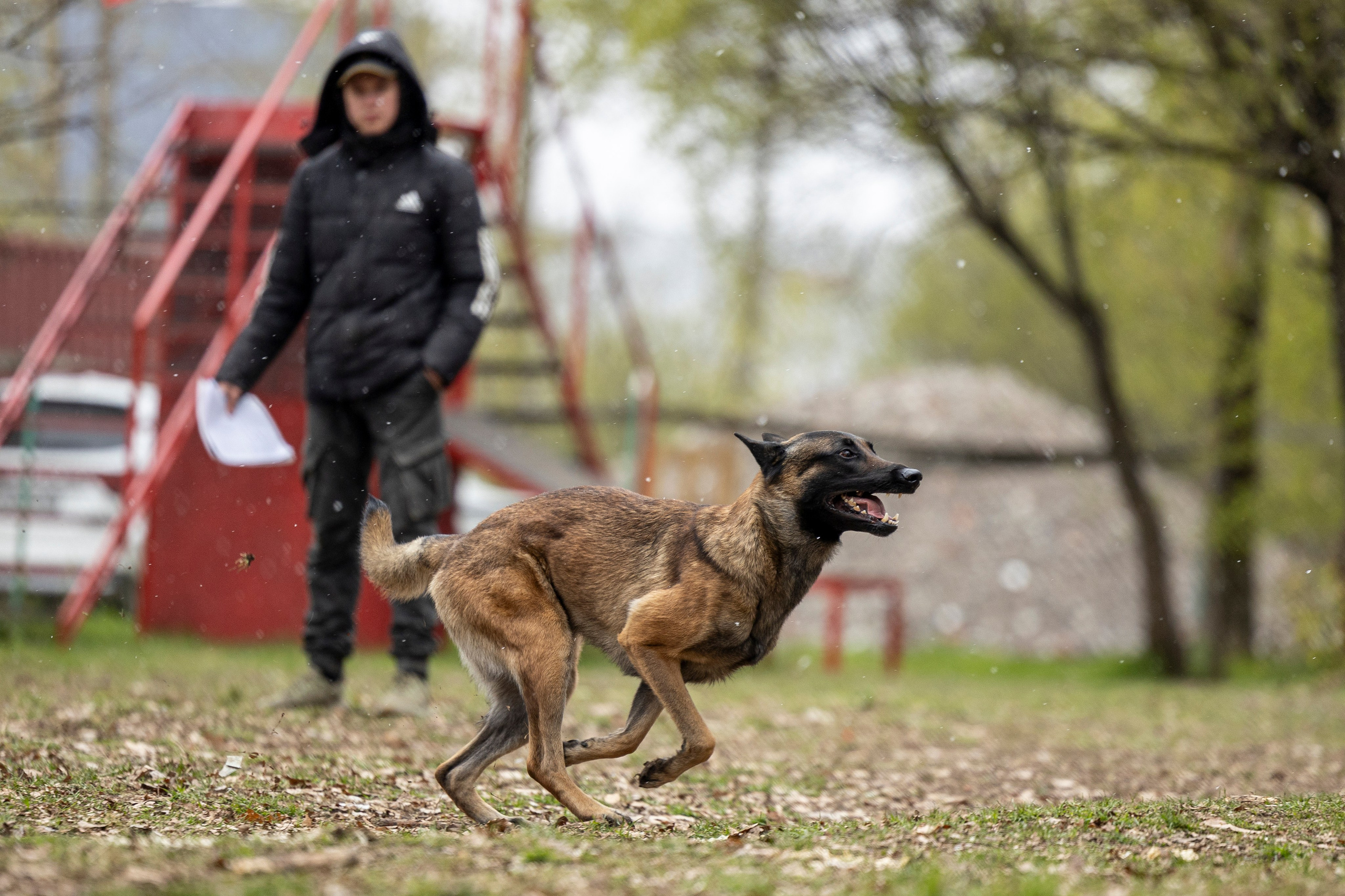 Квалификационные состязания по мондьорингу г. Вологда 11.05.24. Фотограф-анималист Анна Маринич
