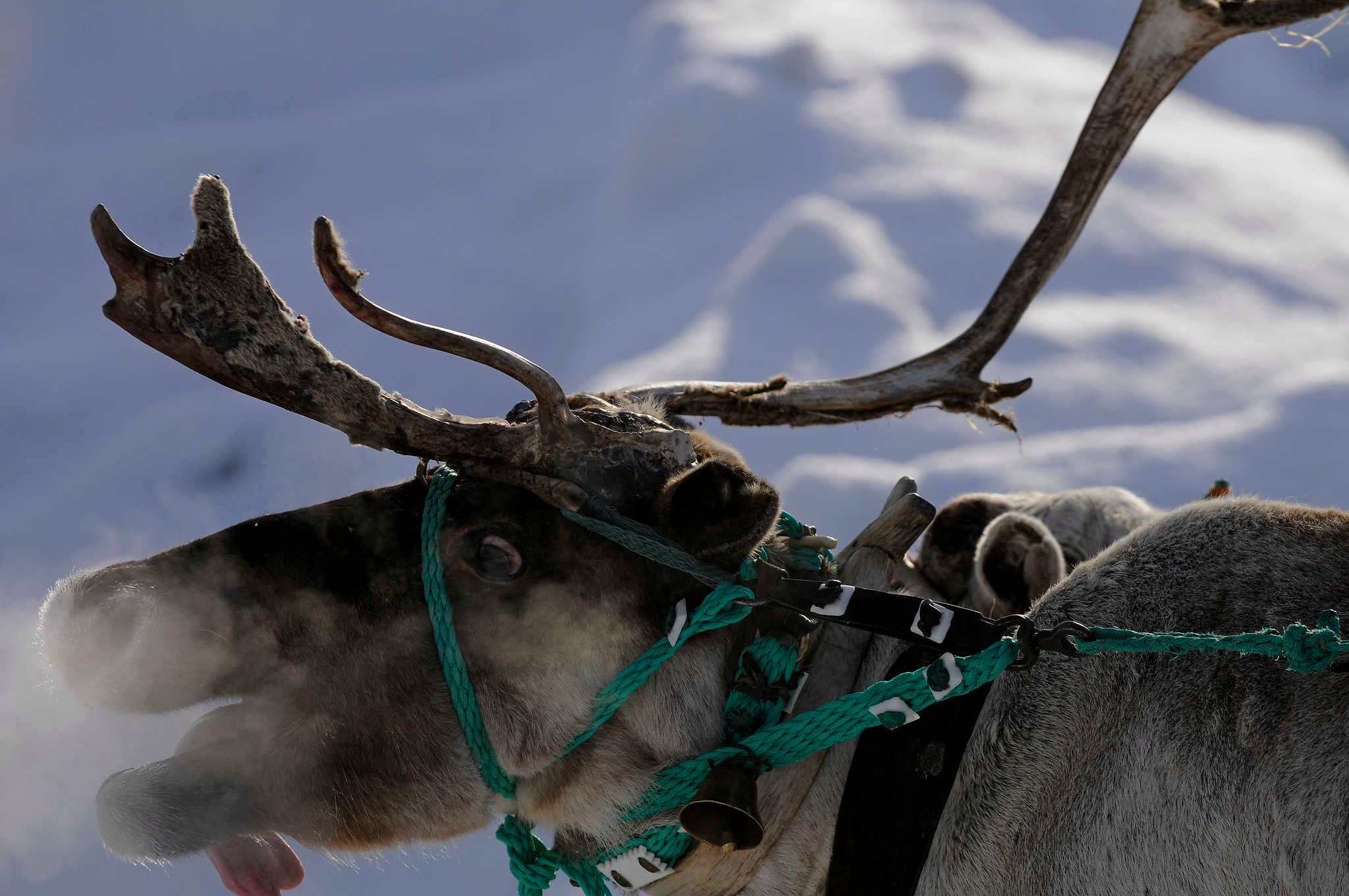 Фототур к северным оленям и саамам. 5–9 марта