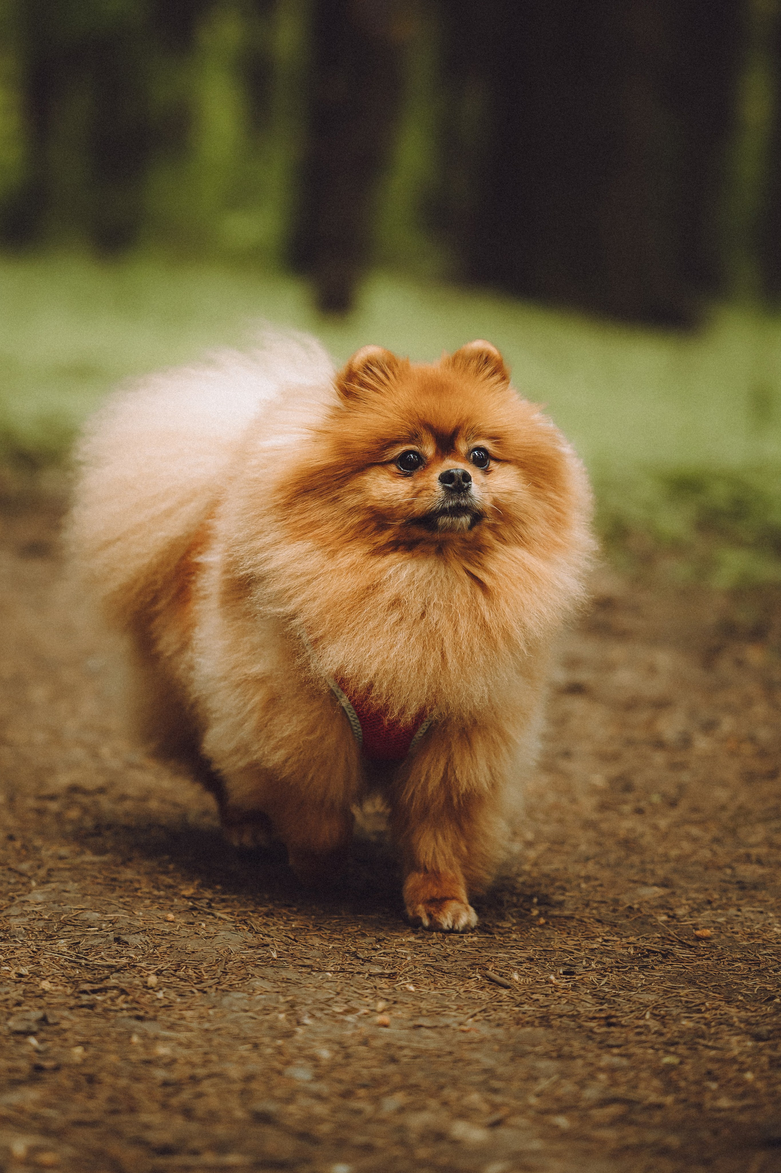 Лорик и его семья