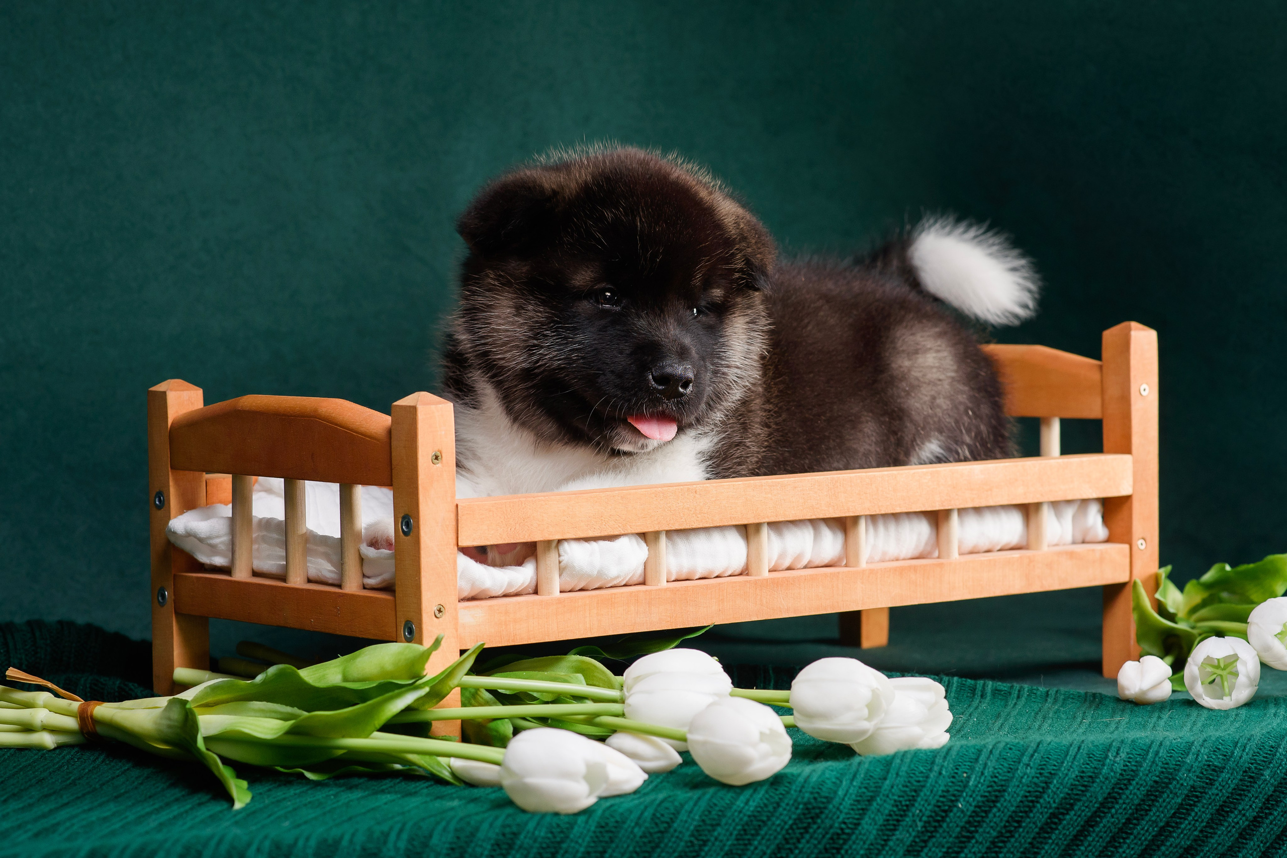 Щенки Американской Акиты. Фотограф — Анималист | Анна Абрамова