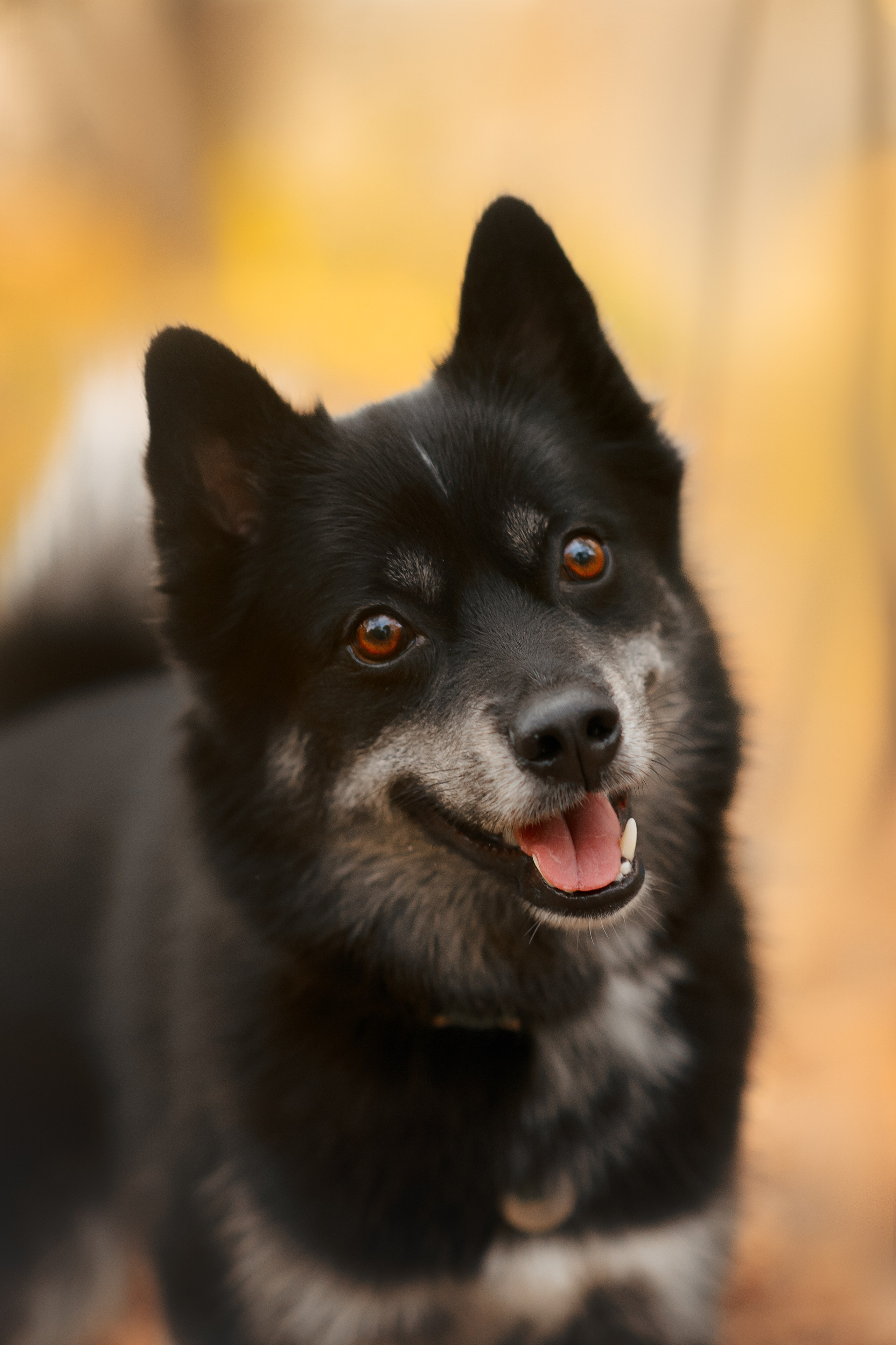 Фотограф — Анималист | Анна Абрамова