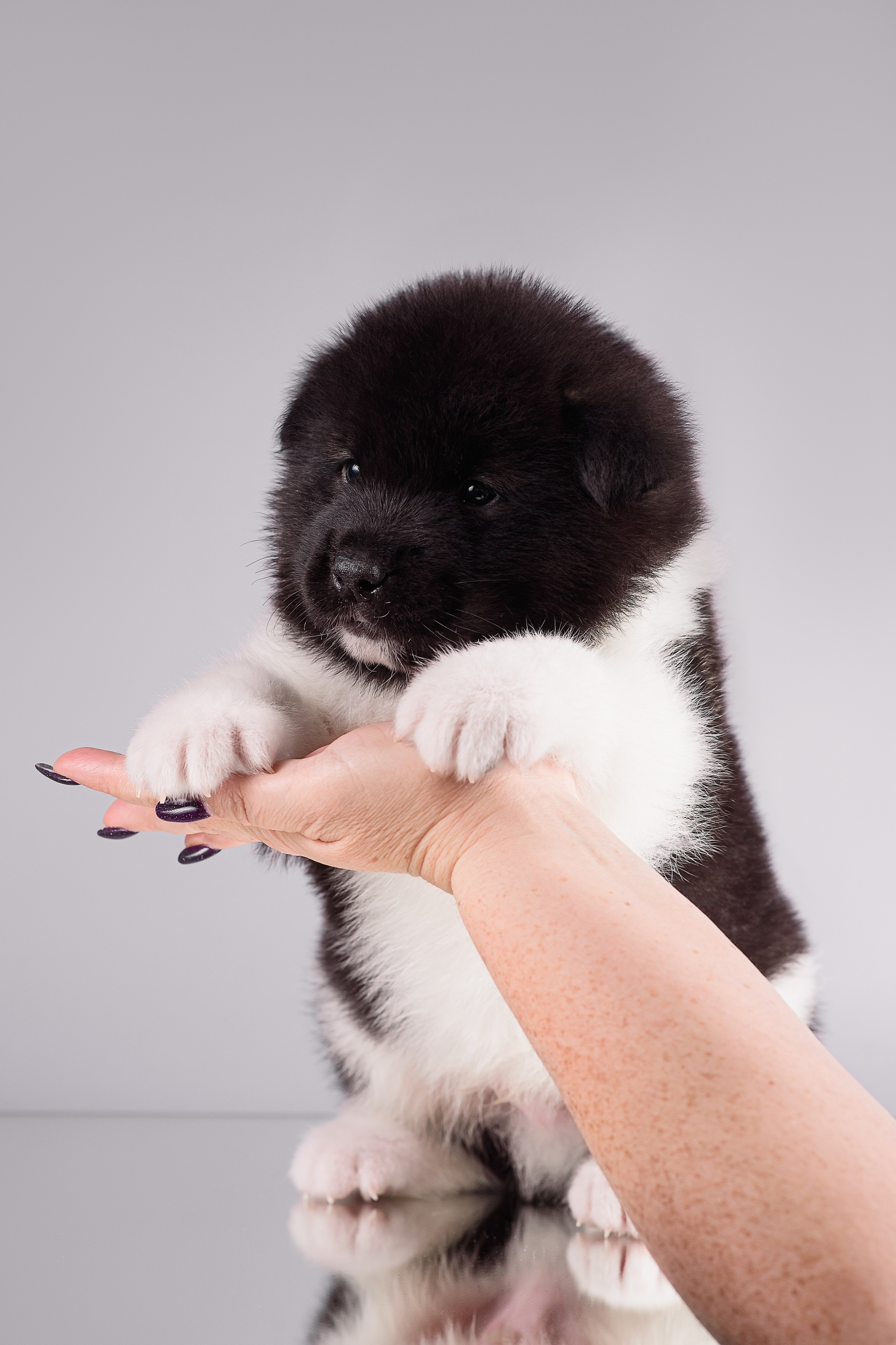 Щенки Американской Акиты — 04.11.2024. Фотограф — Анималист | Анна Абрамова