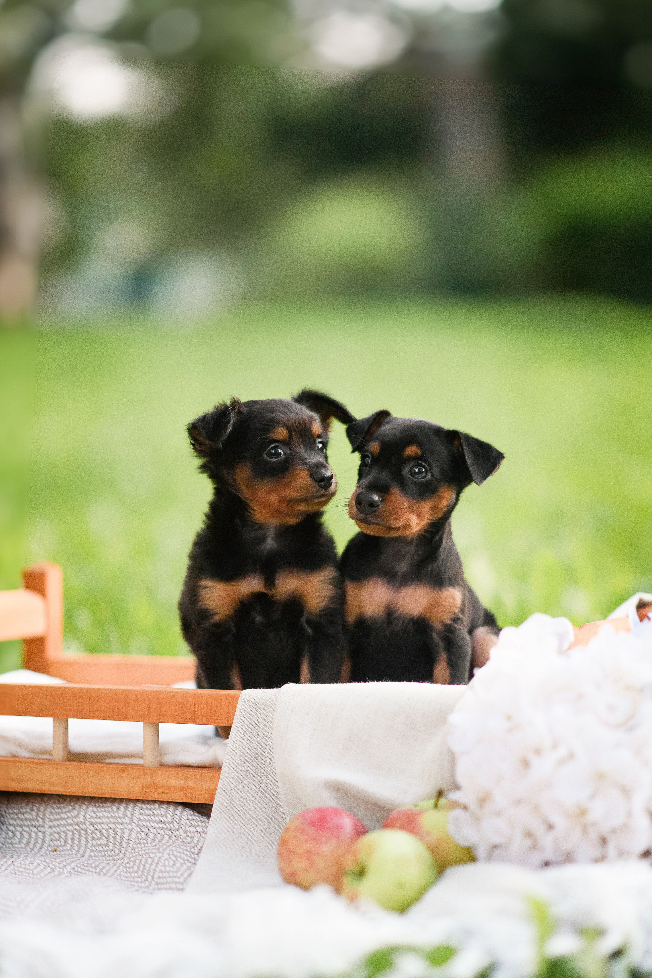 Щенки Пражских крысариков — 03.08.2024. Фотограф — Анималист | Анна Абрамова