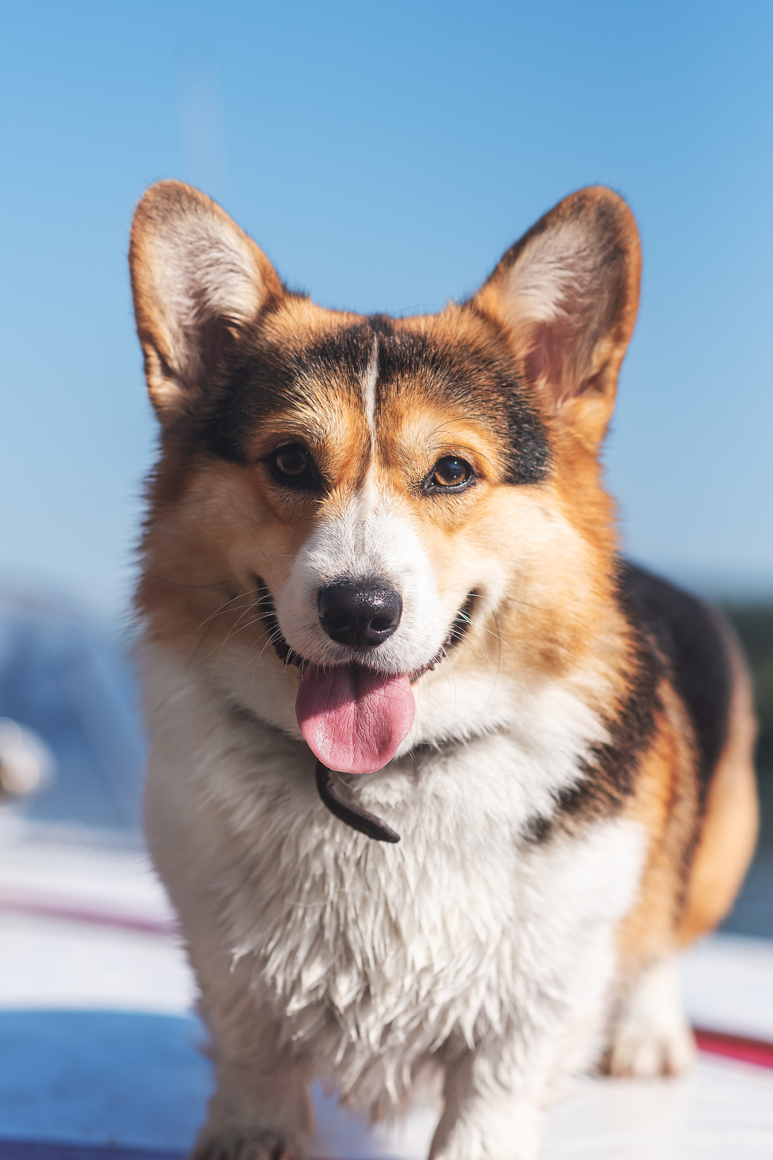 Майк и Лея — 29.08.2024. Фотограф — Анималист | Анна Абрамова