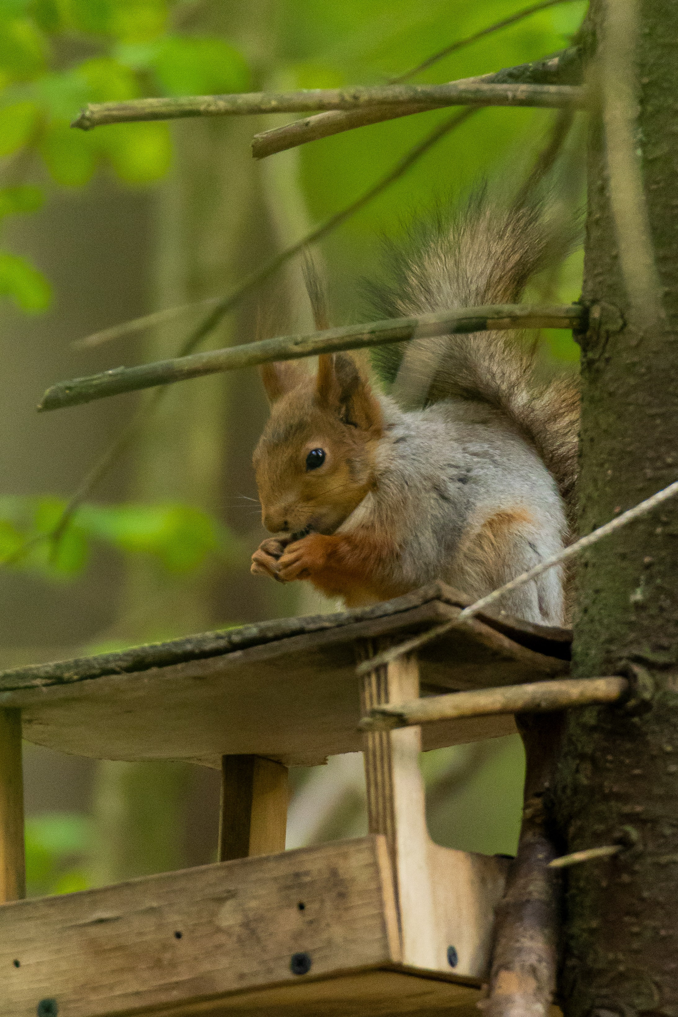 Дикая природа. Photomantis