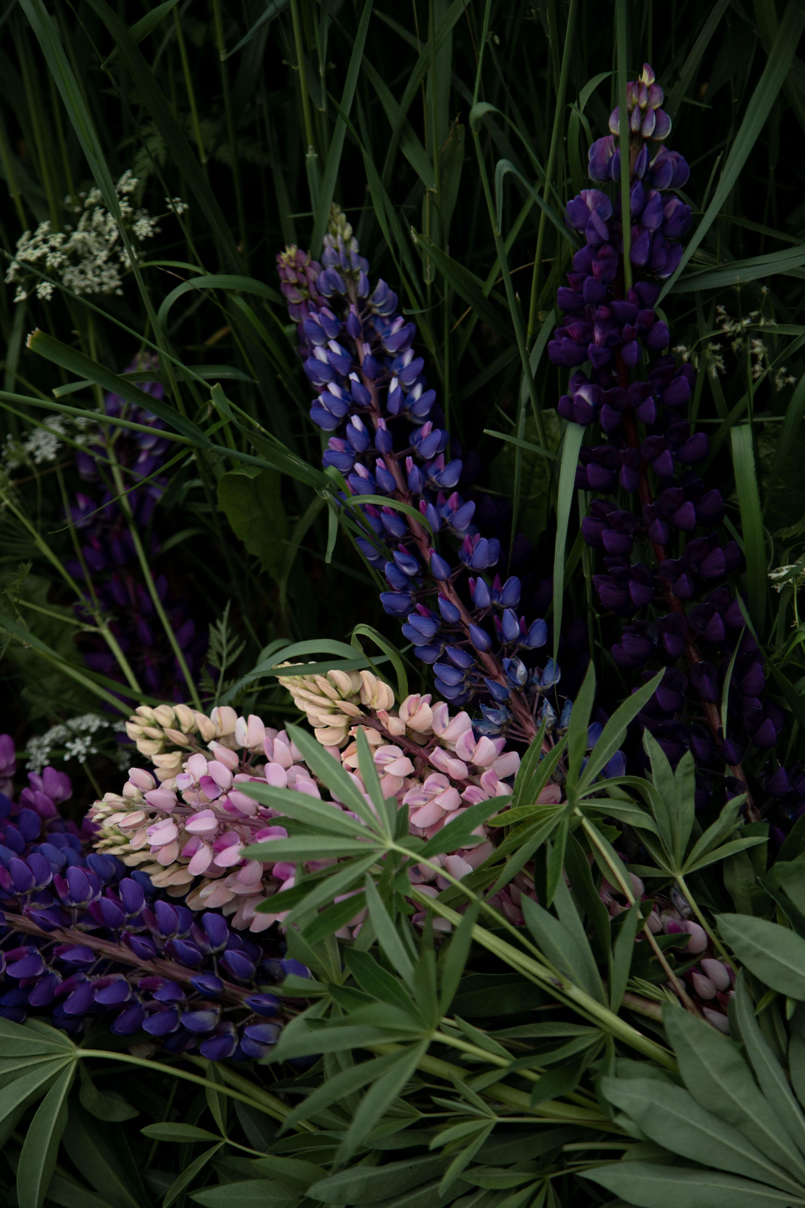 Lupins empowers beauty. Home