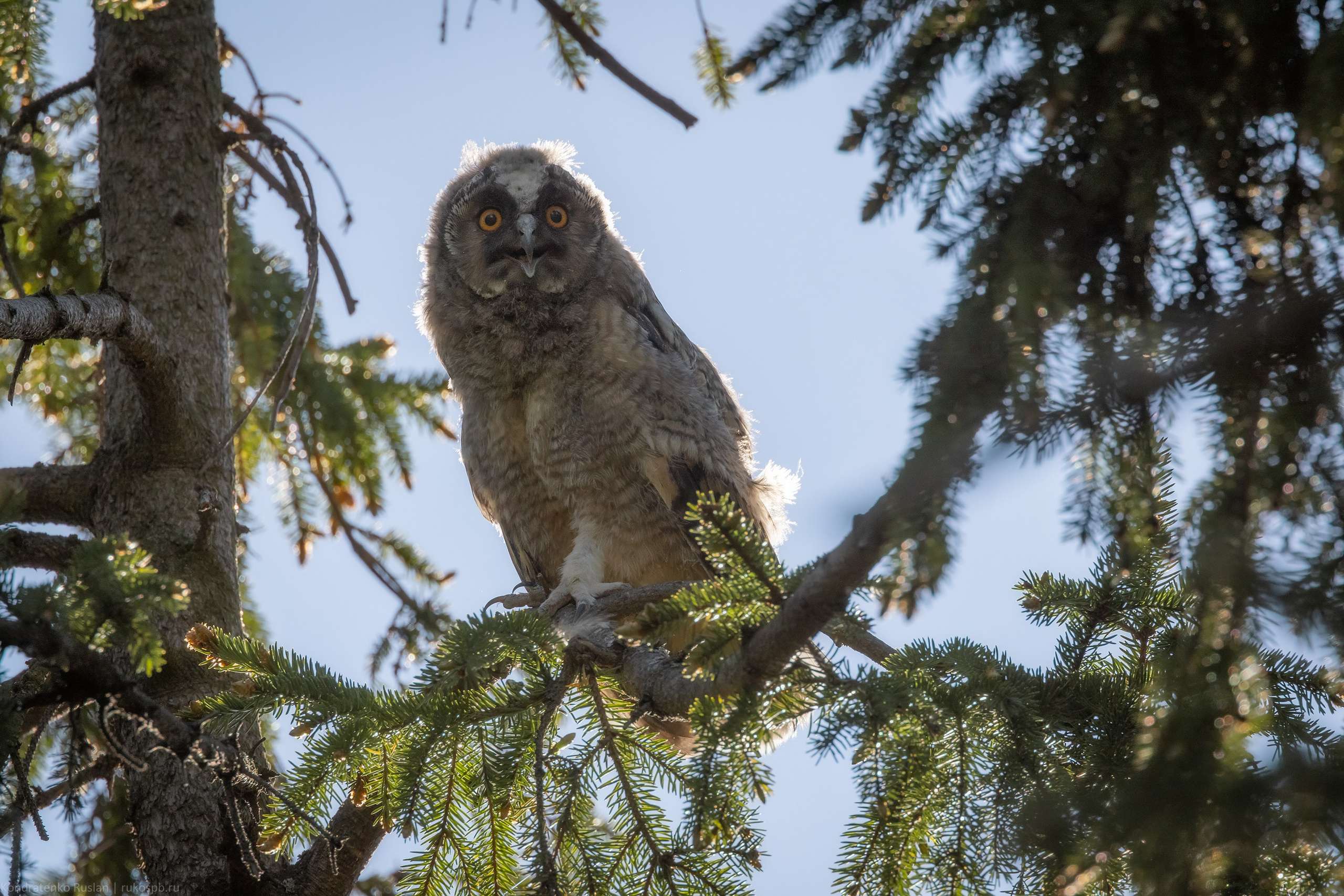 Ушастая сова. Архитектурный и пейзажный фотограф Кондратенко Руслан, Санкт-Петербург