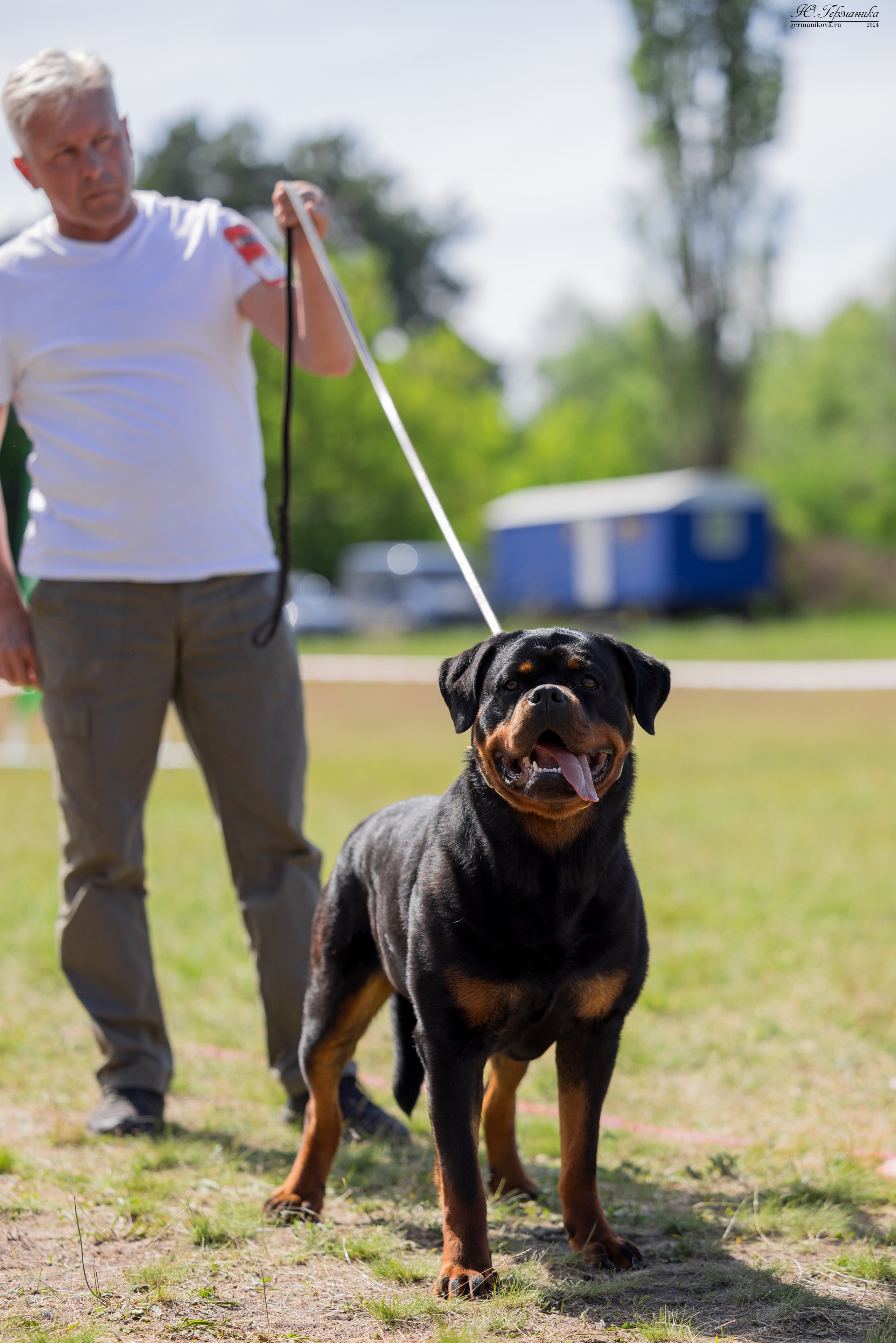 Воронеж моно ротвейлеров 25-26.05.2024. Фотограф-анималист Юлия Германика