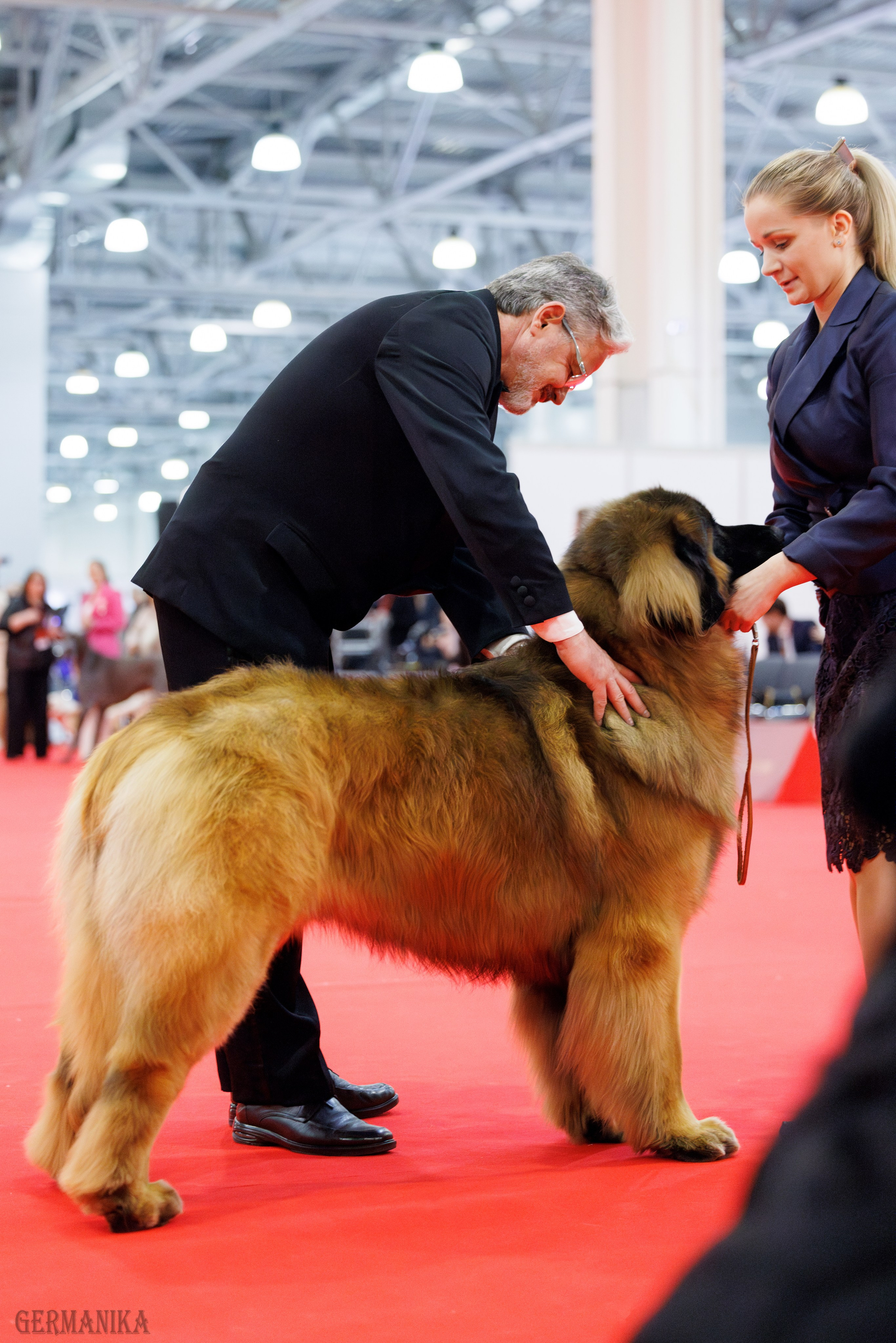 Лучшие Собаки России 17-18.02.2024. Фотограф-анималист Юлия Германика