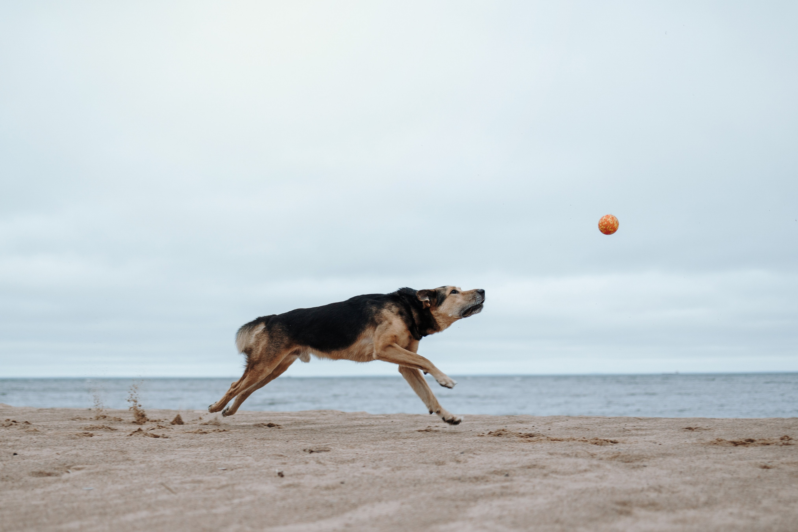 Наталья и Того. Фотограф — Анималист | Санкт-Петербург