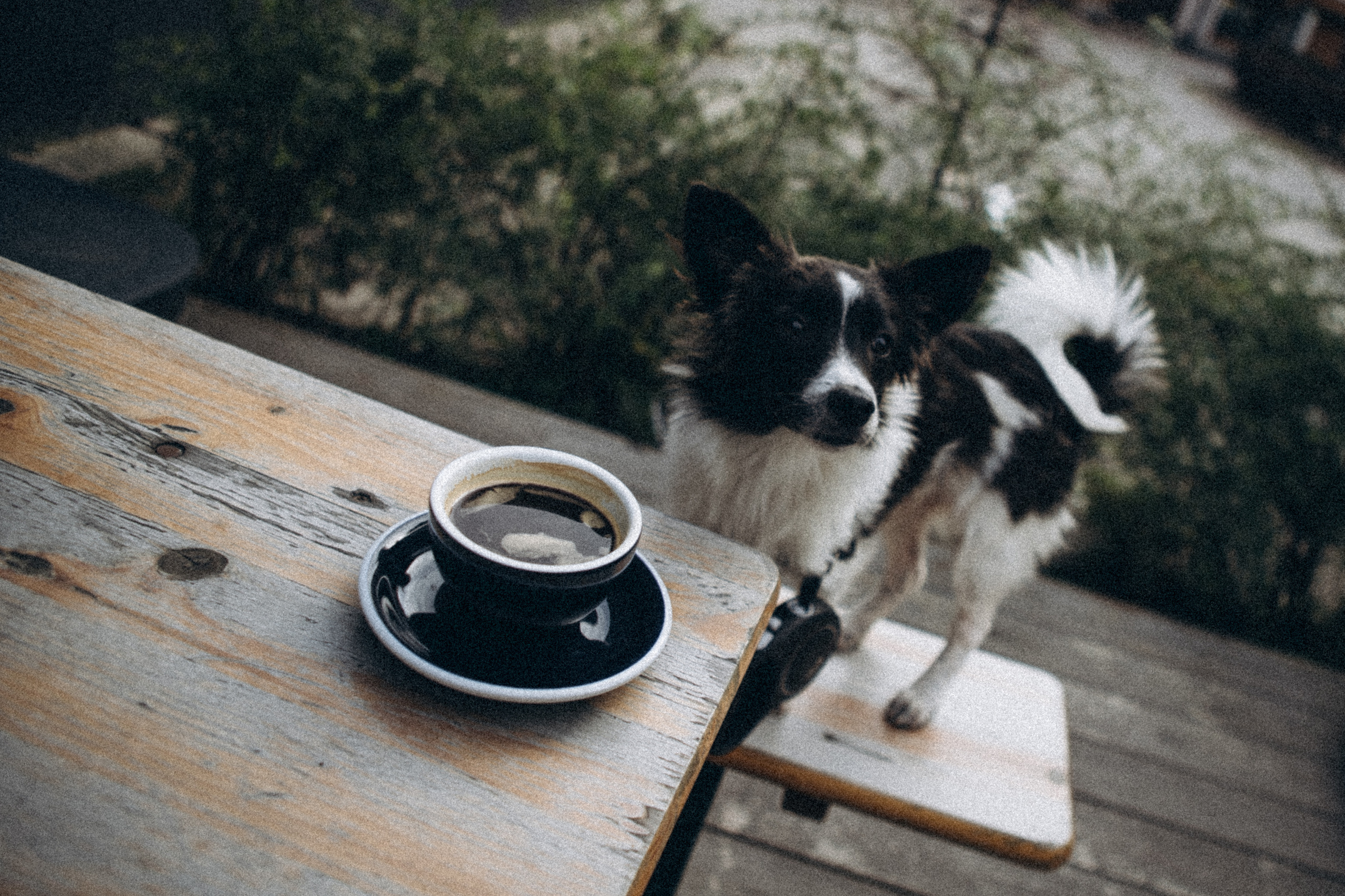 Гулять с собакой. Даша Яковенко Фотограф Спб