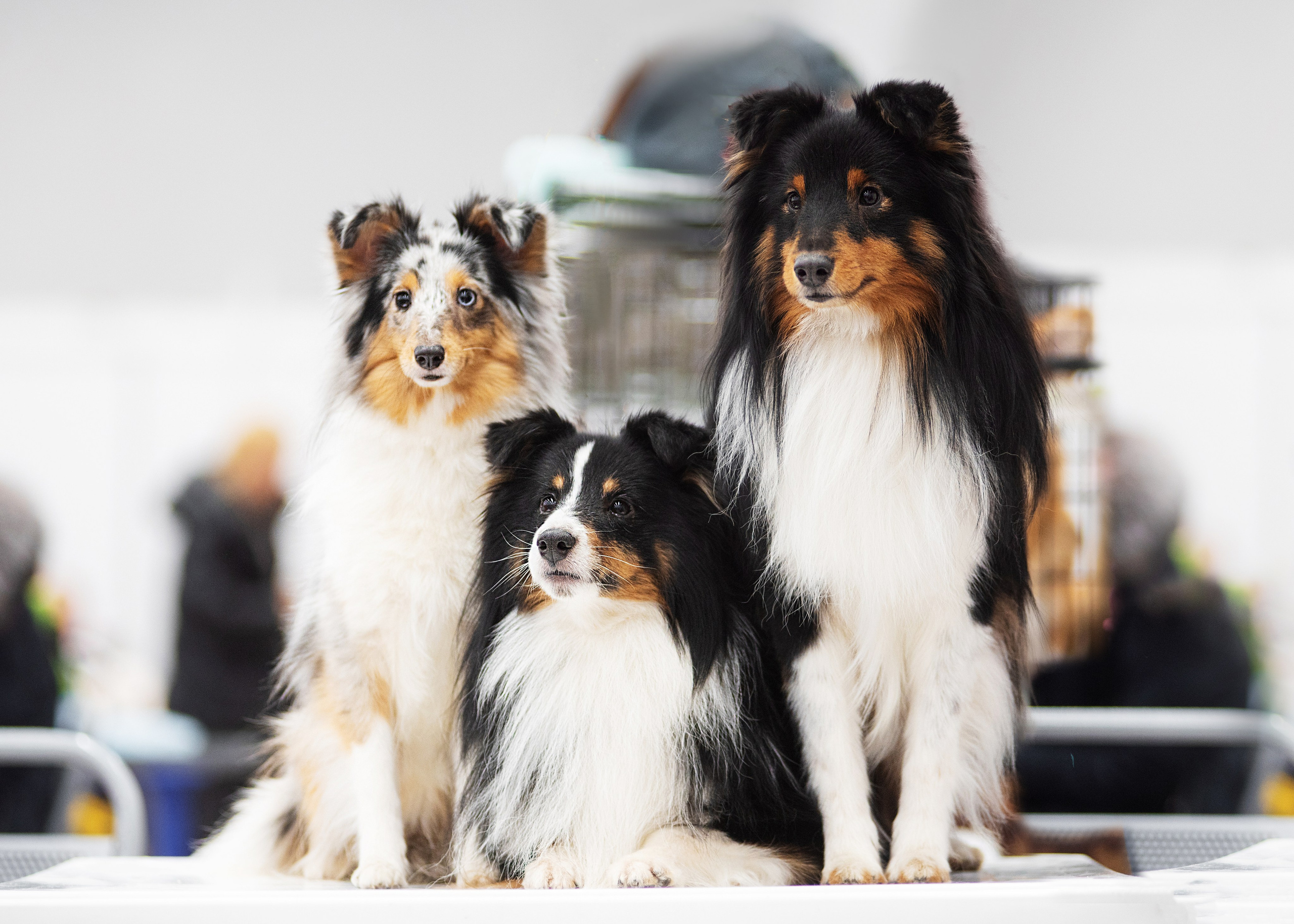 Выставка собак тюмень 14.01.2023. Дог-фотограф в Тюмени Александра Королева