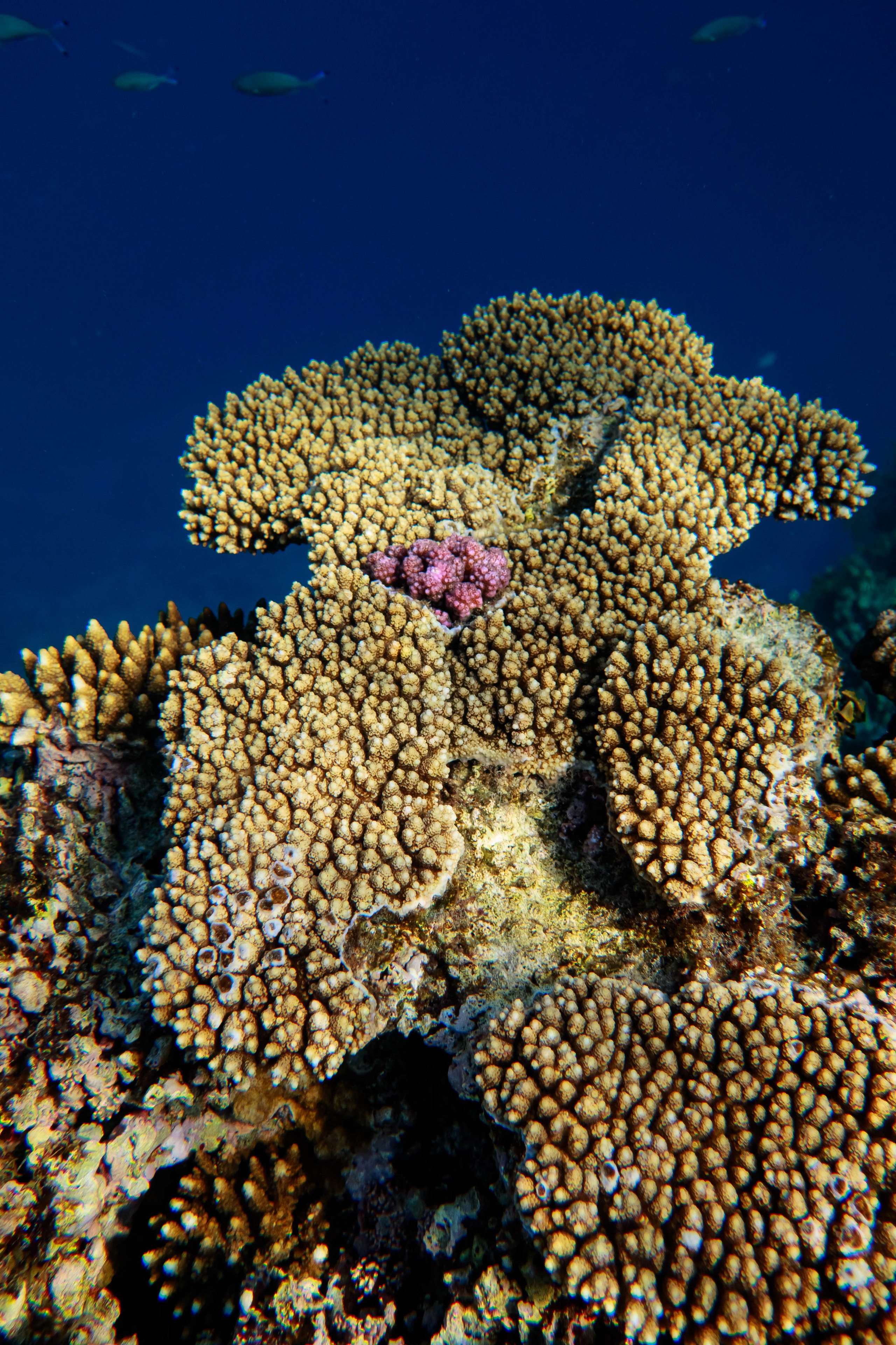 Fish. Фотограф Светлана Голицына