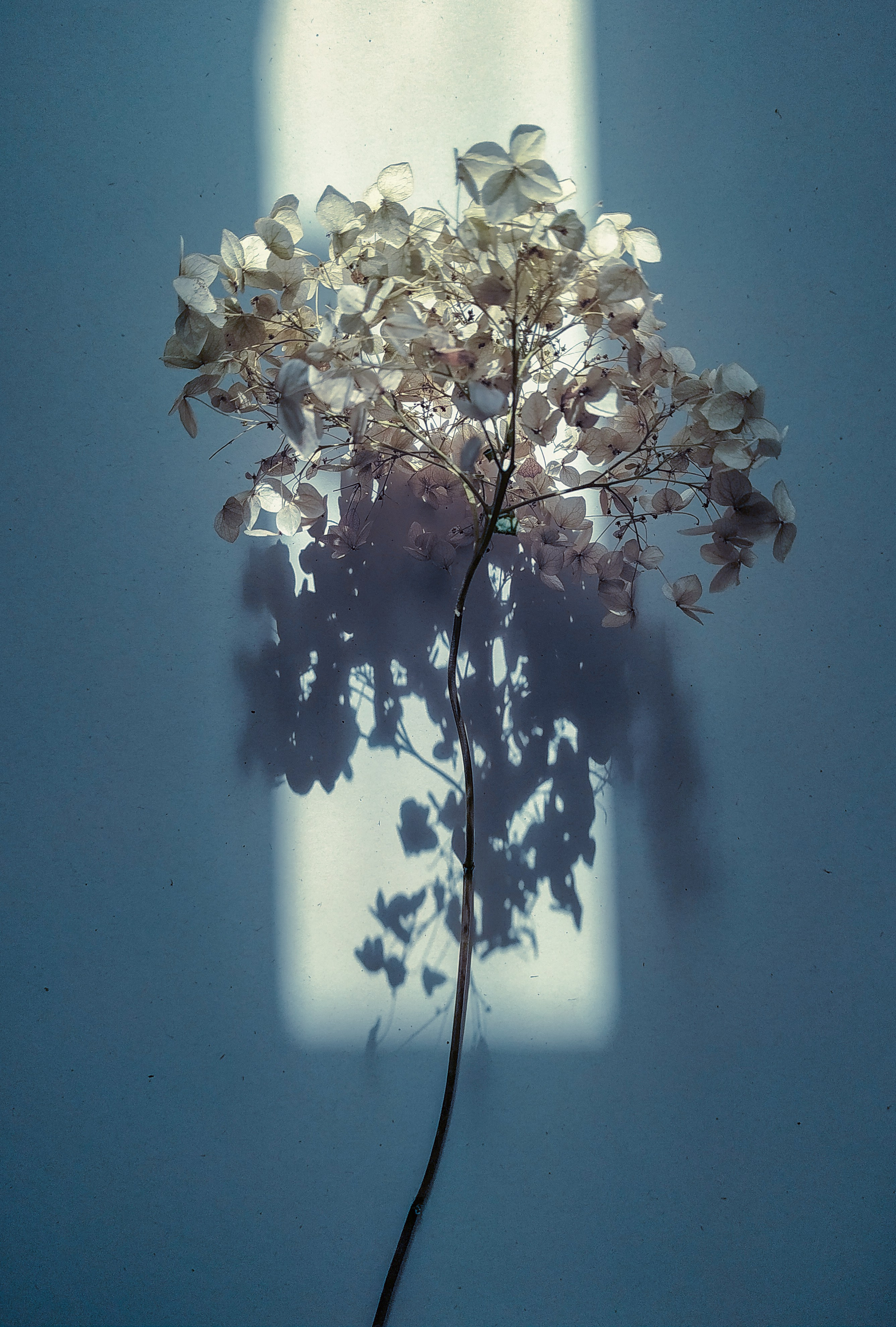 Натюрморт. Настасья Проценко. Фотограф