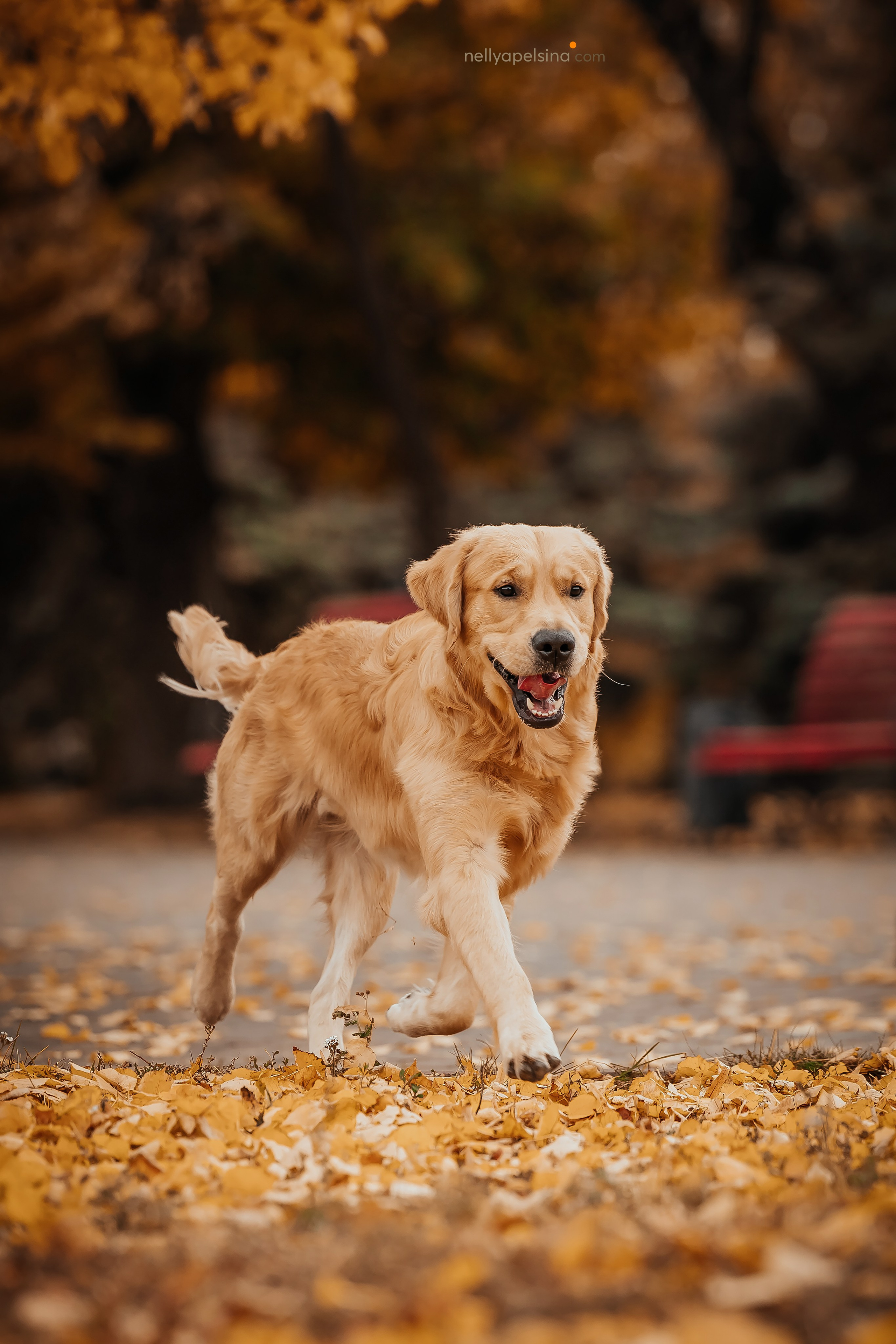 Настя, Дима, Олег и Арчи. Фотограф Нелли Самойлова