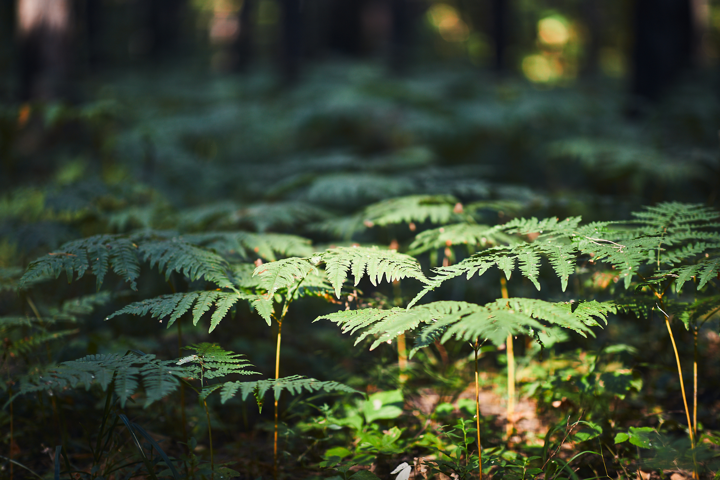 Морелеса. Бизнес портрет Аэросъемка Интерьерная съемка Тюмень