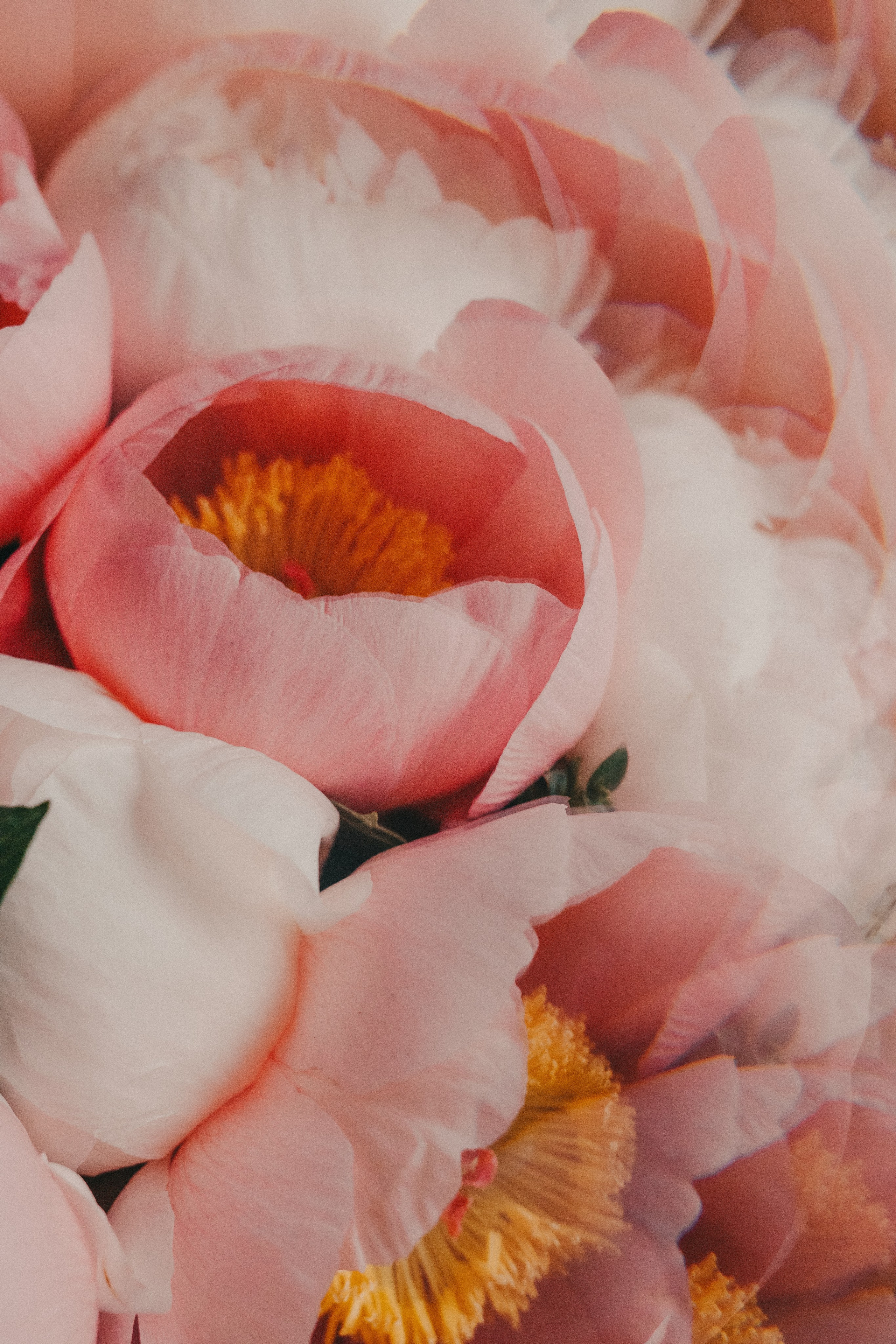 Букет пионов. Портретный и семейный фотограф во Владивостоке Светлана Мухильченко