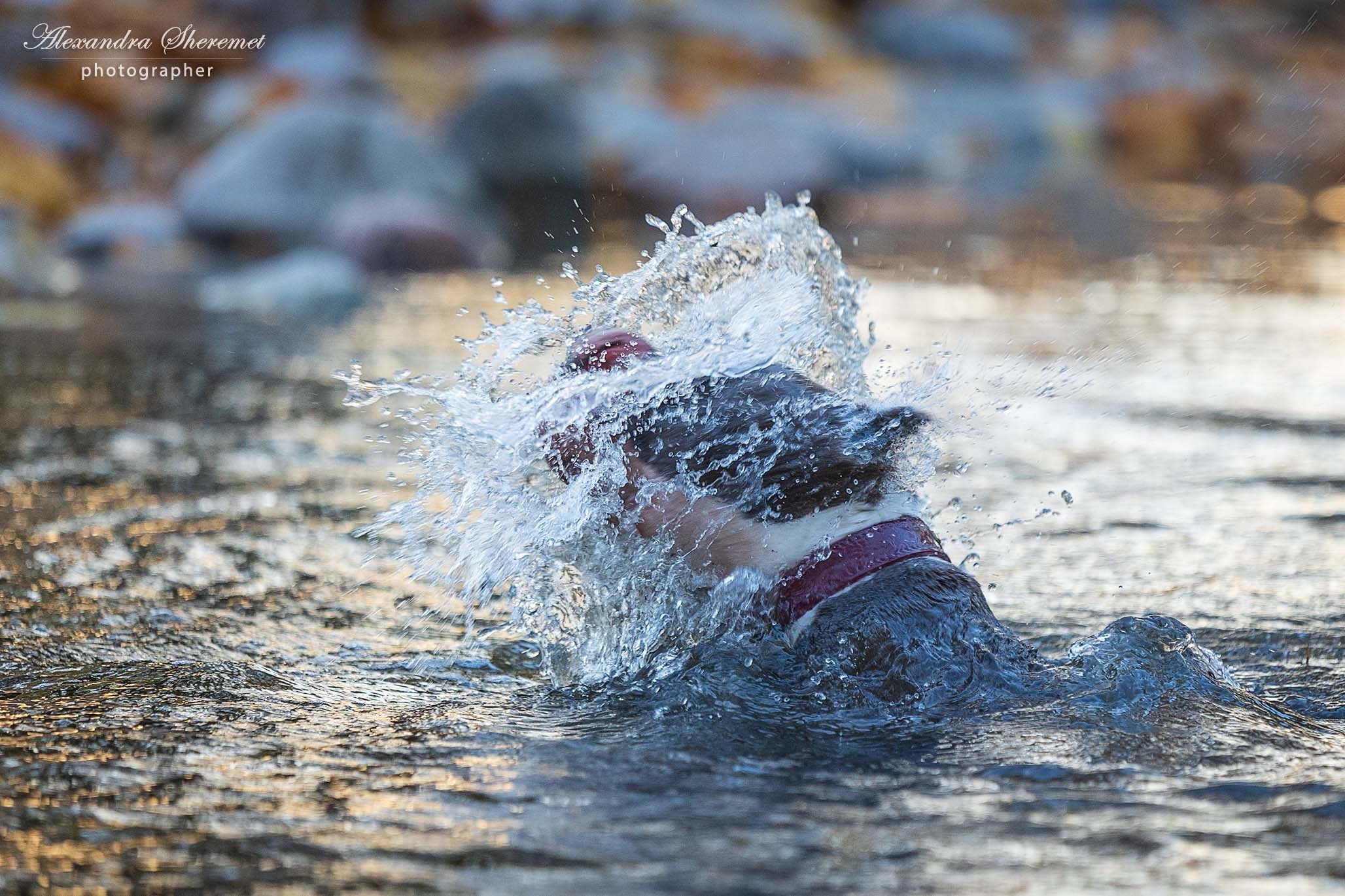 Шерри. Фотограф-анималист Александра Шеремет