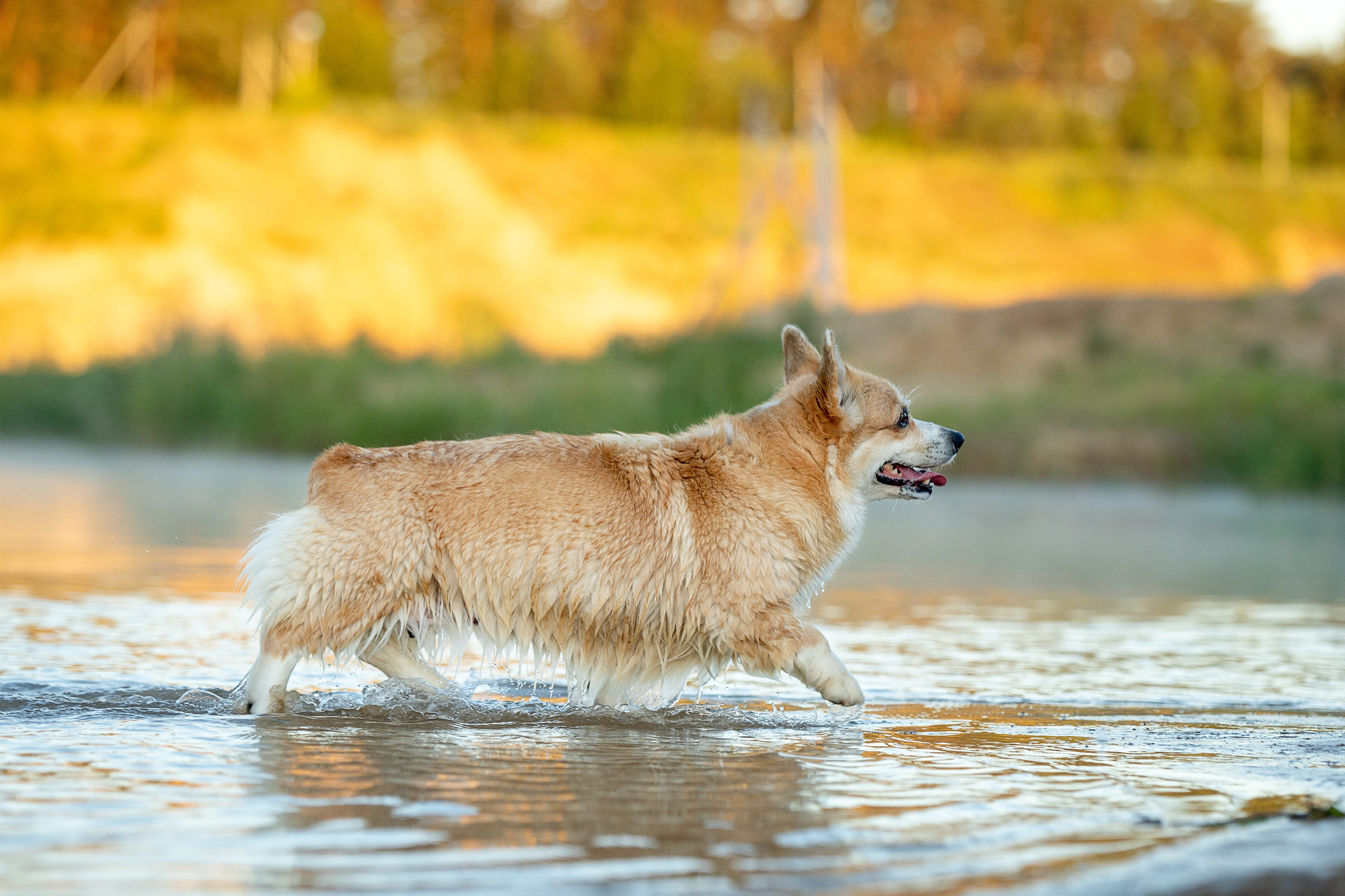 Рассвет. Фотограф-анималист Александра Шеремет