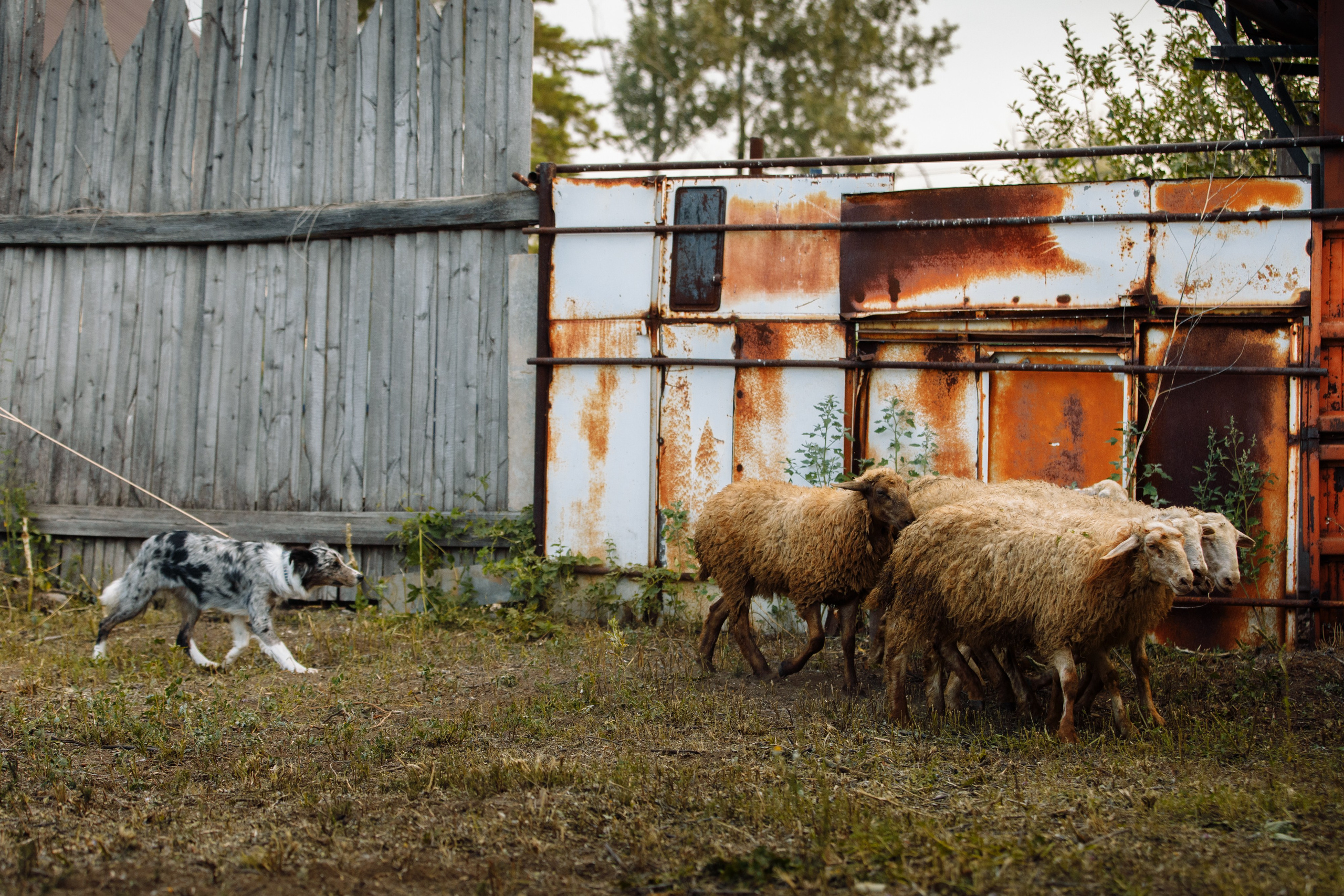 Овечий день. О нас