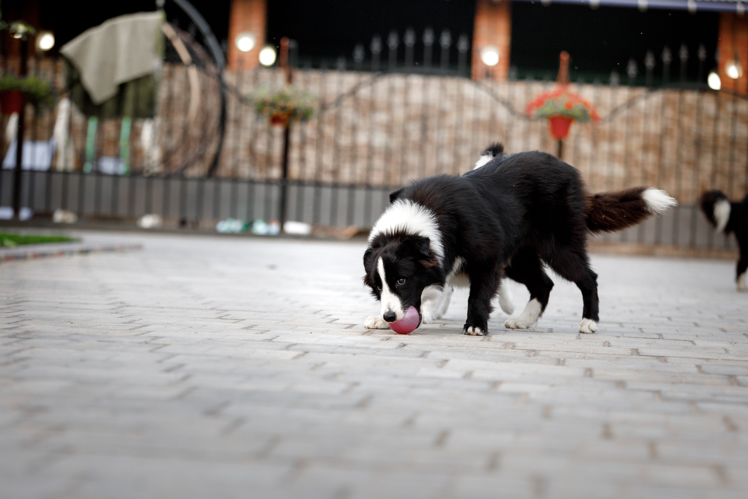 Болтовня в саду. О нас