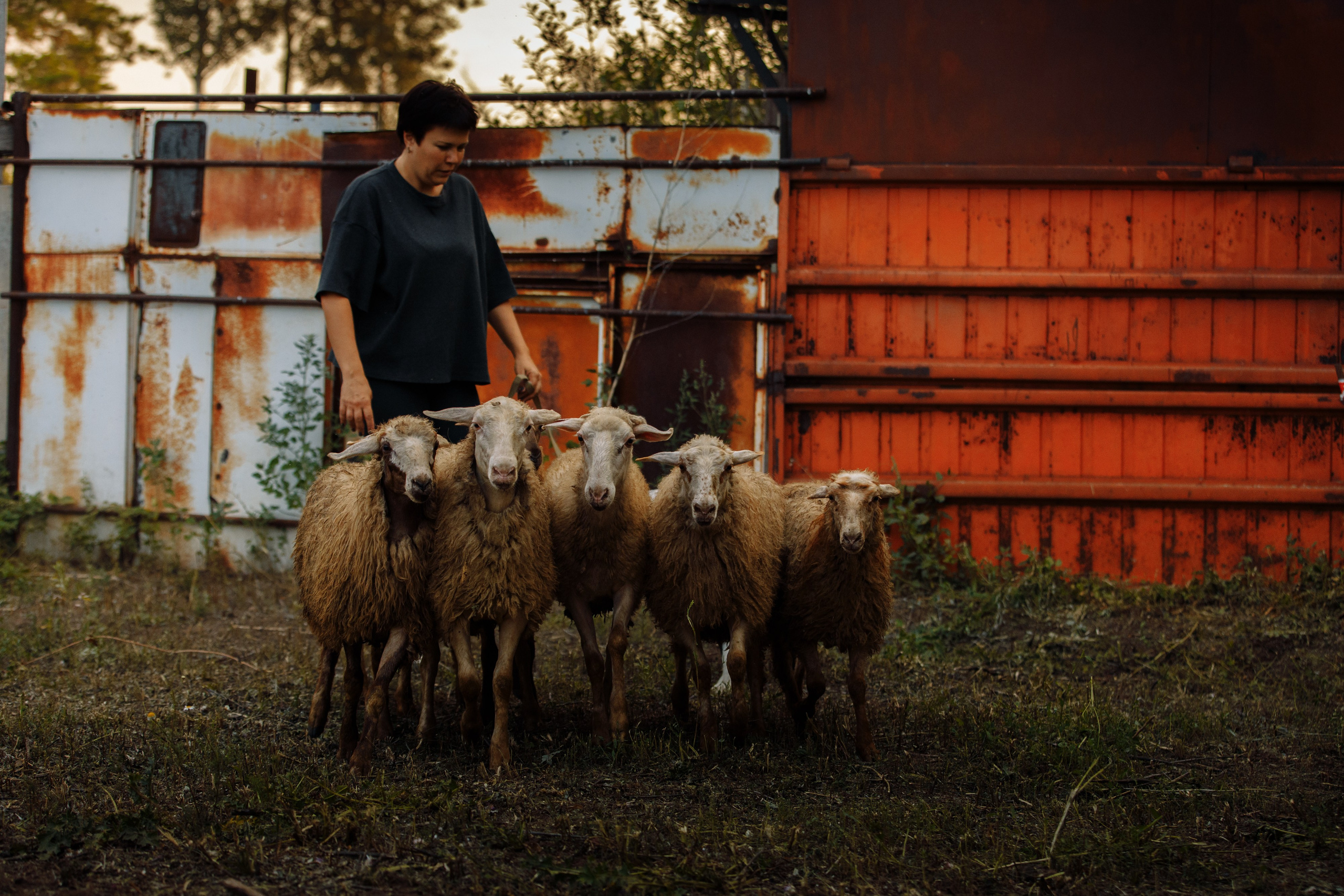 Овечий день. О нас