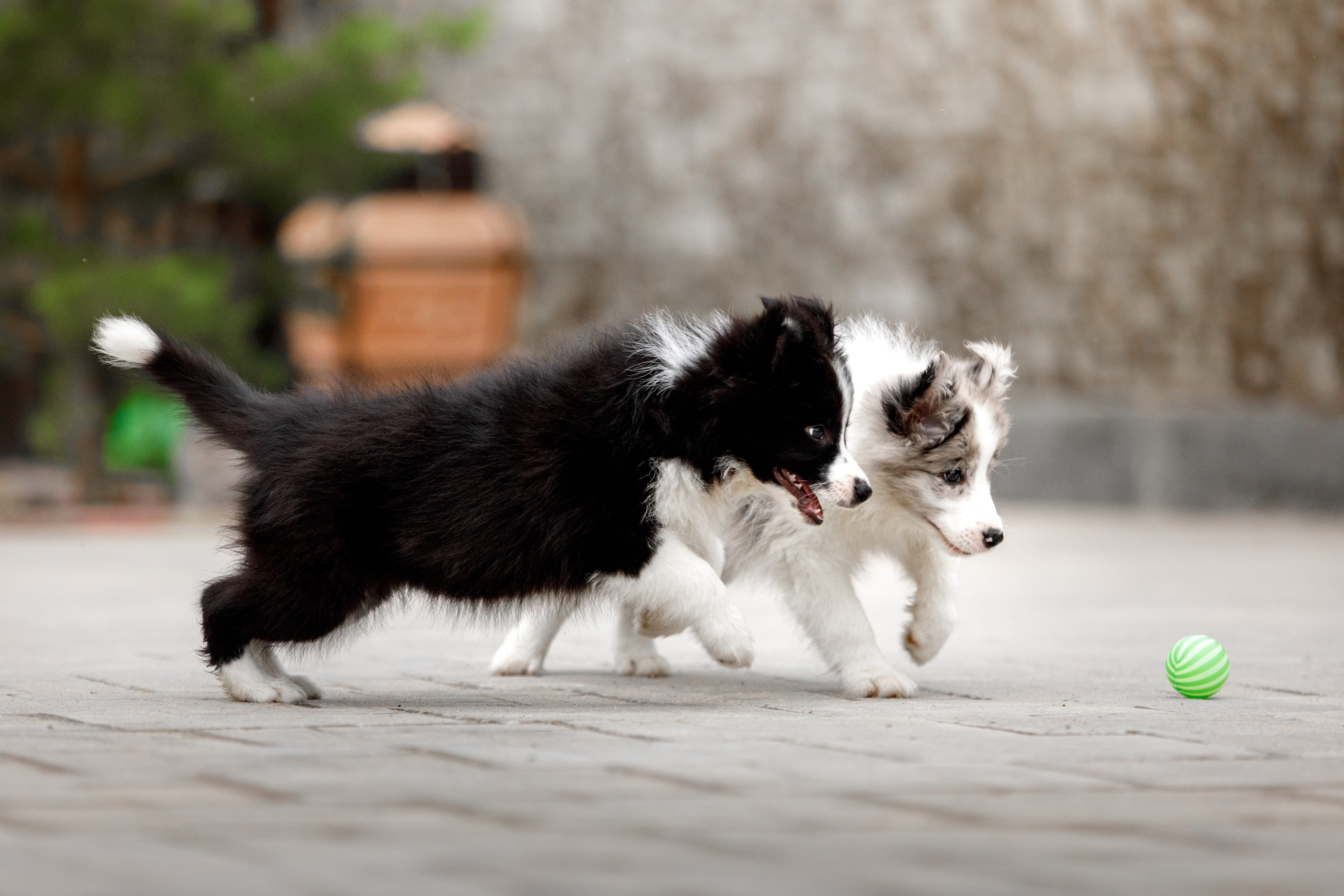 Болтовня в саду. О нас